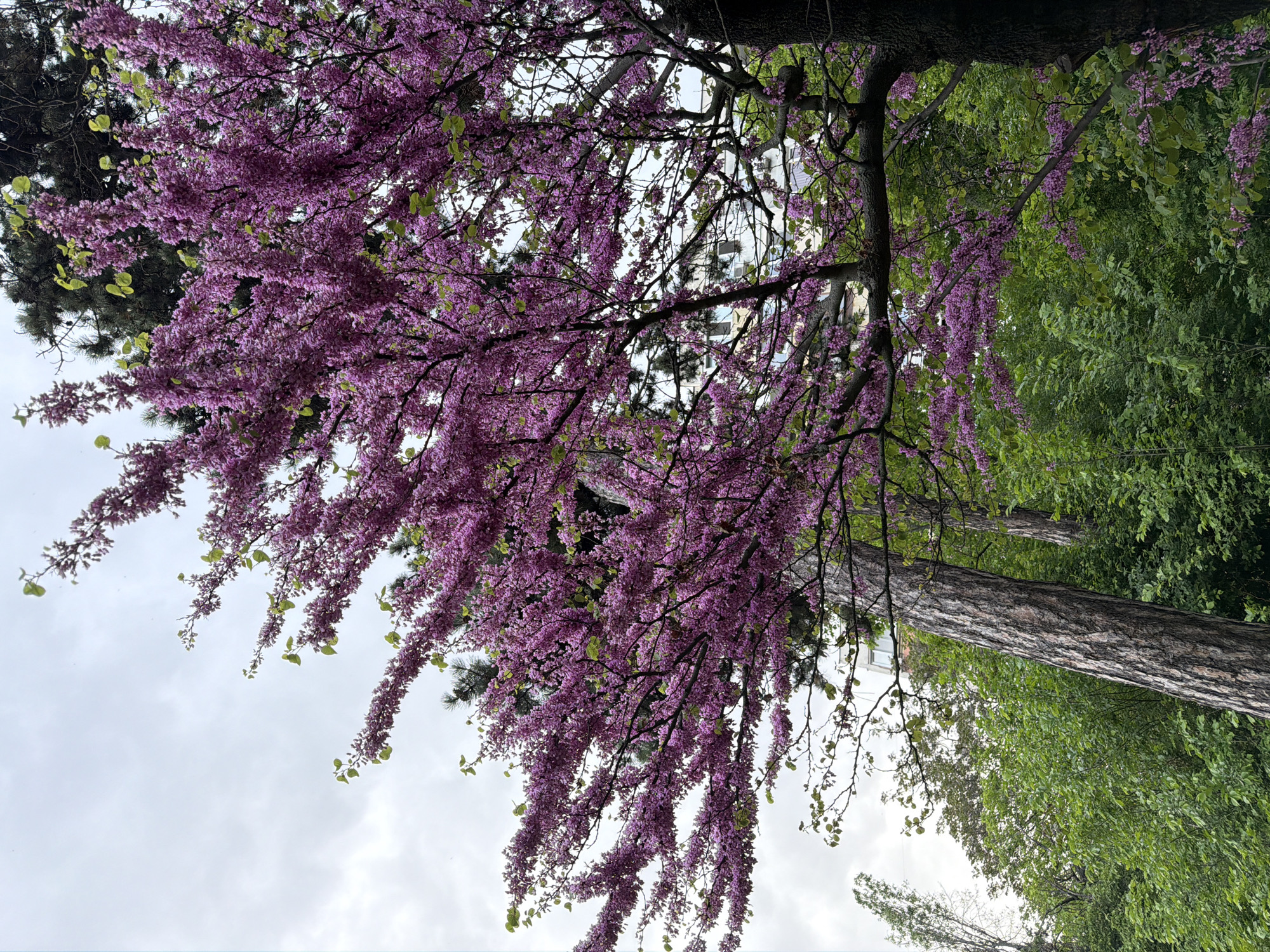 The image shows a tree with vibrant purple flowers, likely a Redbud, in bloom. The tree's branches reach towards a cloudy sky. In the background, glimpses of buildings suggest an urban setting. The presence of other green trees and bark indicate the scene is outdoors, probably in a park or garden. Given the request, it's implied that this scene may be located in Sofia, Bulgaria.