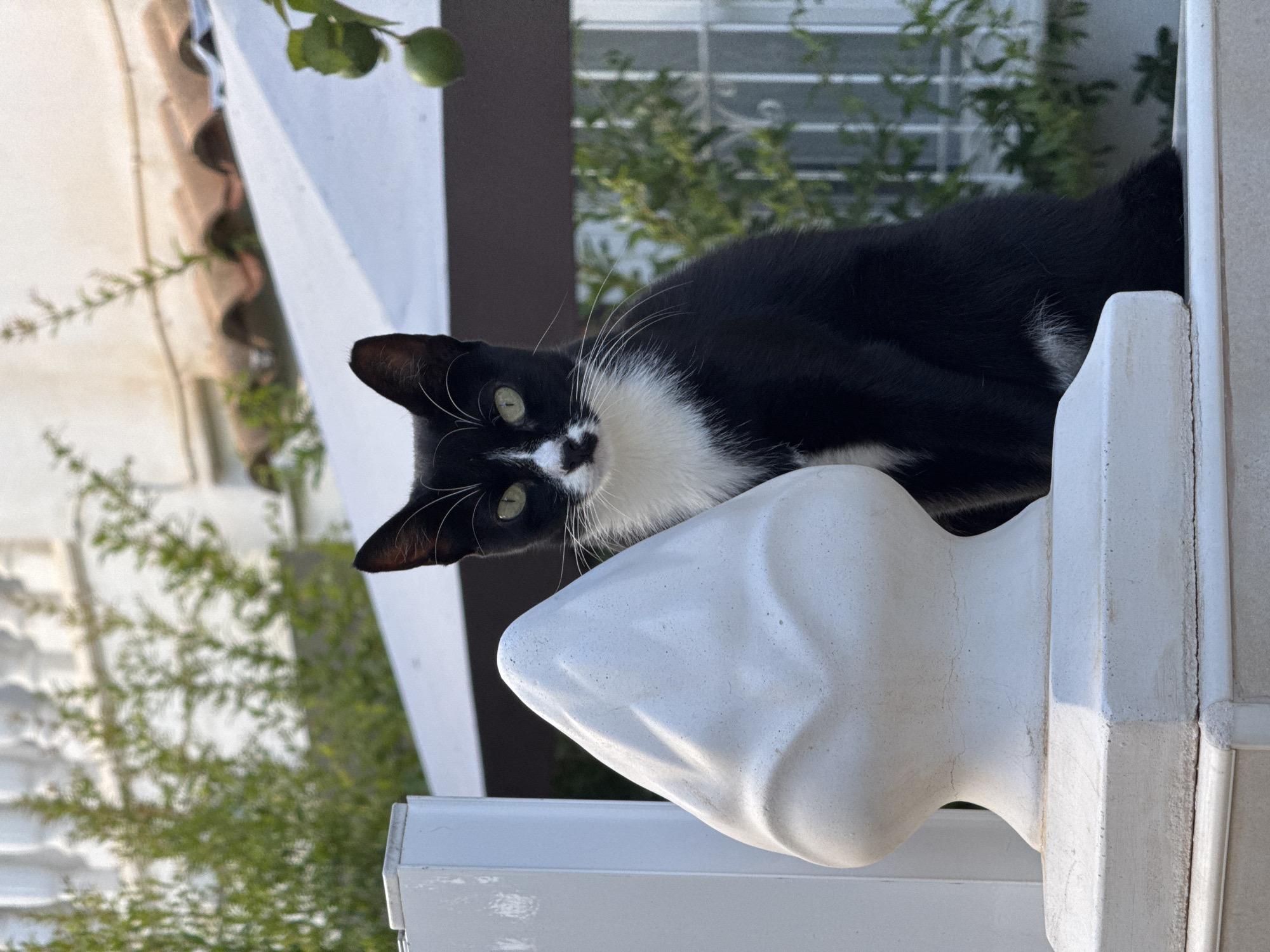 A black and white cat with green eyes is sitting on a white ledge in front of a decorative white post. The cat is looking directly at the camera. In the background, there is a blurred view of greenery and the roof of a building. The scene appears to be outdoors. The context provided places this image in Torrevieja, Spain.