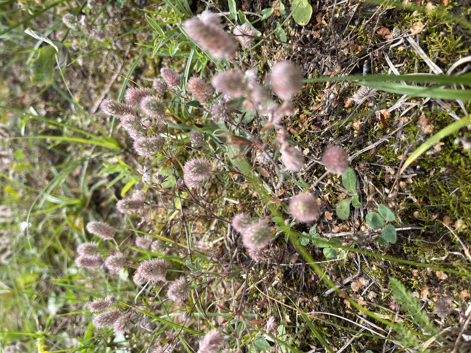 The image depicts a patch of pink, fuzzy flowers growing among green grass and moss on the ground. The flowers are small and appear to be in various stages of bloom. The environment is natural and appears to be an outdoor setting. There are no people or animals visible in the image. The location is described as being in the city of Hrodna, Belarus. The scene is a close-up view of the ground flora, with a shallow depth of field that blurs the background.