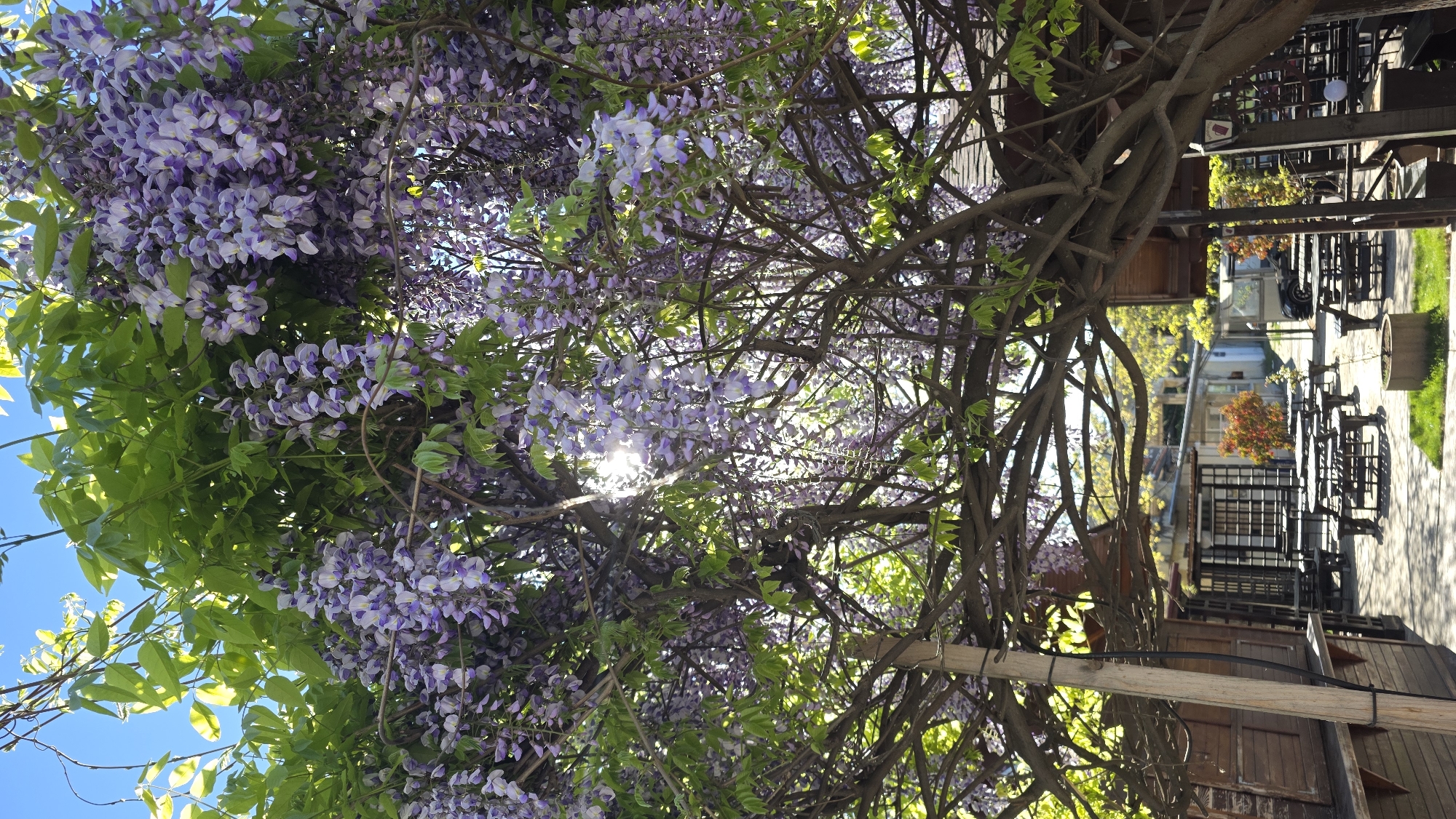 The image shows a view looking up through a canopy of purple wisteria blossoms and green leaves, likely in Blagoevgrad, Bulgaria given the prompt's instruction. The wisteria grows on a structure of branches and wooden beams, creating an overhead shelter. The sun shines through the canopy. Beyond the structure, an outdoor seating area with tables and chairs is visible. The setting appears to be an urban environment with buildings and trees in the background. The image is rotated, with the sky and upper portion of the wisteria canopy on the left, and the seating area on the right.