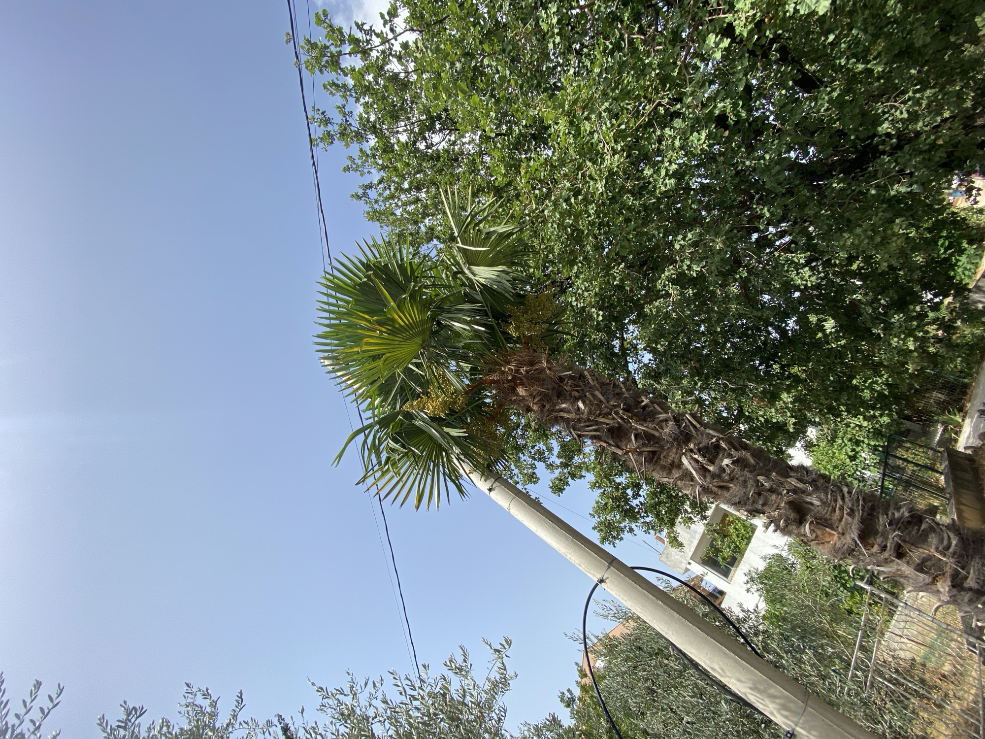 The image, taken in Sutomore, Montenegro, features a tilted concrete utility pole on the left, with a thick, rough-textured palm tree trunk rising diagonally from the lower center towards the upper right. The palm tree has sparse, dry-looking fibrous material clinging to its trunk. At the top of the palm, bright green, fan-shaped fronds are visible, some with small yellow clusters of what appear to be fruit. A black power line runs horizontally across the upper portion of the frame, passing above the palm tree. To the right of the palm, a large, dense green deciduous tree fills much of the right side of the image. In the background, a white building with visible windows and balconies can be seen peeking through the foliage on the left. A metal fence is present in the lower left corner. The sky above is a clear, pale blue with some subtle lens flare in the upper center. The overall scene suggests an outdoor, likely residential or park-like environment under bright daylight.
