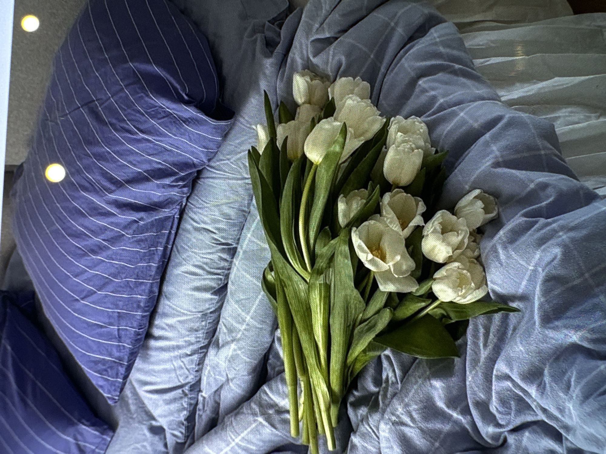 A bouquet of white tulips lies on a bed with blue striped bedding. The scene is indoors, with a pillow visible in the upper left corner. The linens appear wrinkled, suggesting they are in use. There is no indication of the location being Yerevan, Armenia.