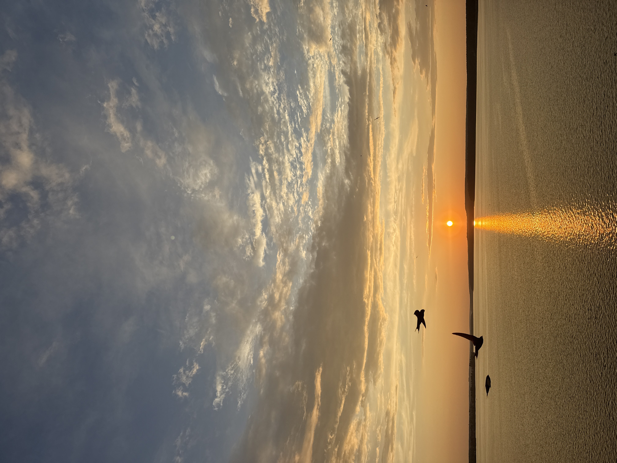 The image captures a serene sunset over a large body of water, likely the Votkinsk Reservoir in Votkinsk, Russia. The sky is a gradient of blues and oranges, filled with wispy, scattered clouds illuminated by the setting sun. The sun itself is a bright orange disc positioned near the horizon, casting a shimmering reflection across the water's surface. Several birds are silhouetted against the sky and water, appearing to be in flight. The water is calm, with subtle ripples reflecting the warm hues of the sunset. The distant horizon shows a dark, forested treeline. The scene evokes a sense of tranquility and natural beauty.