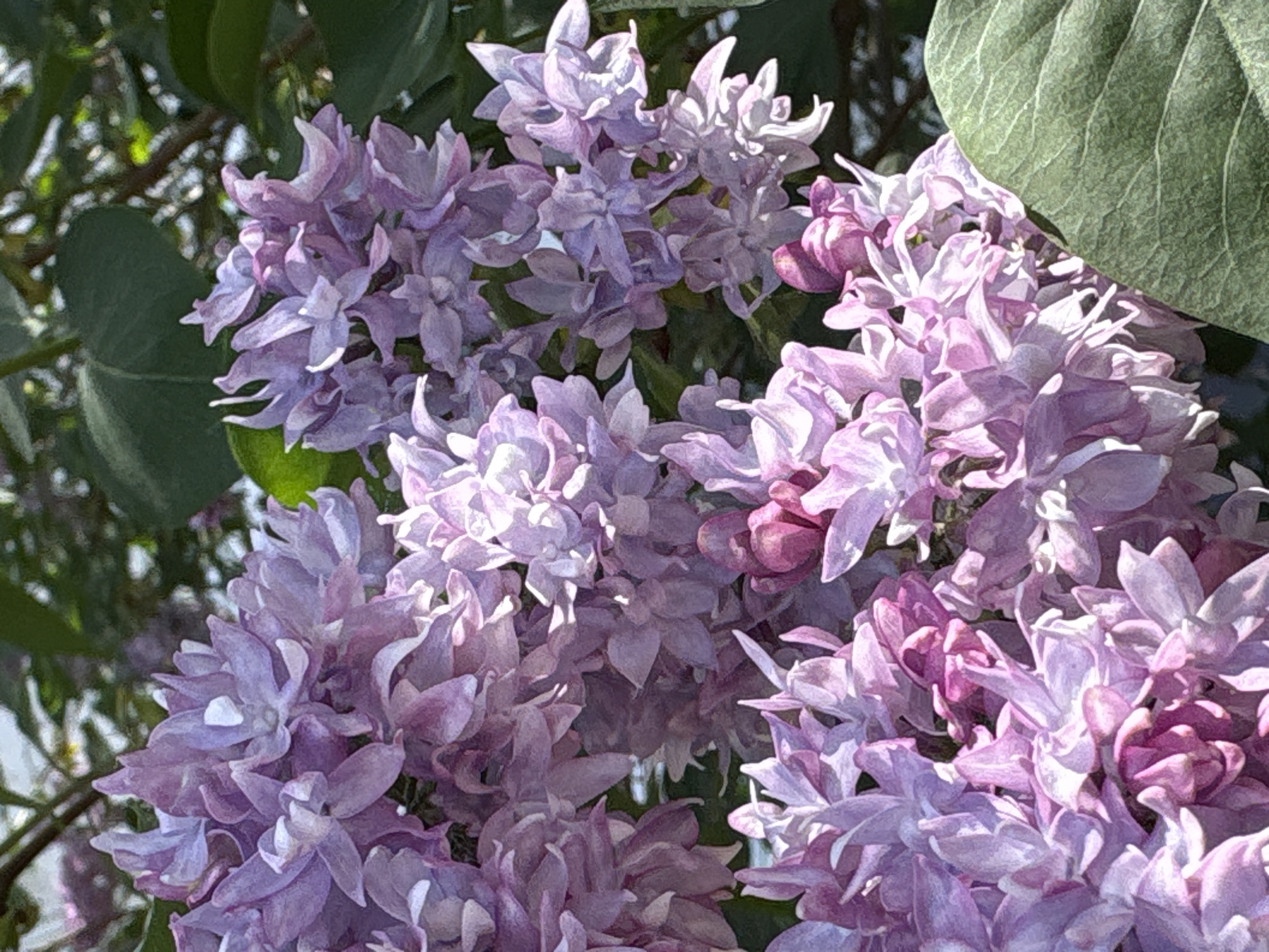 The image shows a close-up of lilac flowers in full bloom. The flowers are light purple and lavender in color, with some darker purple buds interspersed. A few green leaves are visible among the blossoms. The location, Chaikovsky, Russia, is not verifiable from this image. There are no people visible.