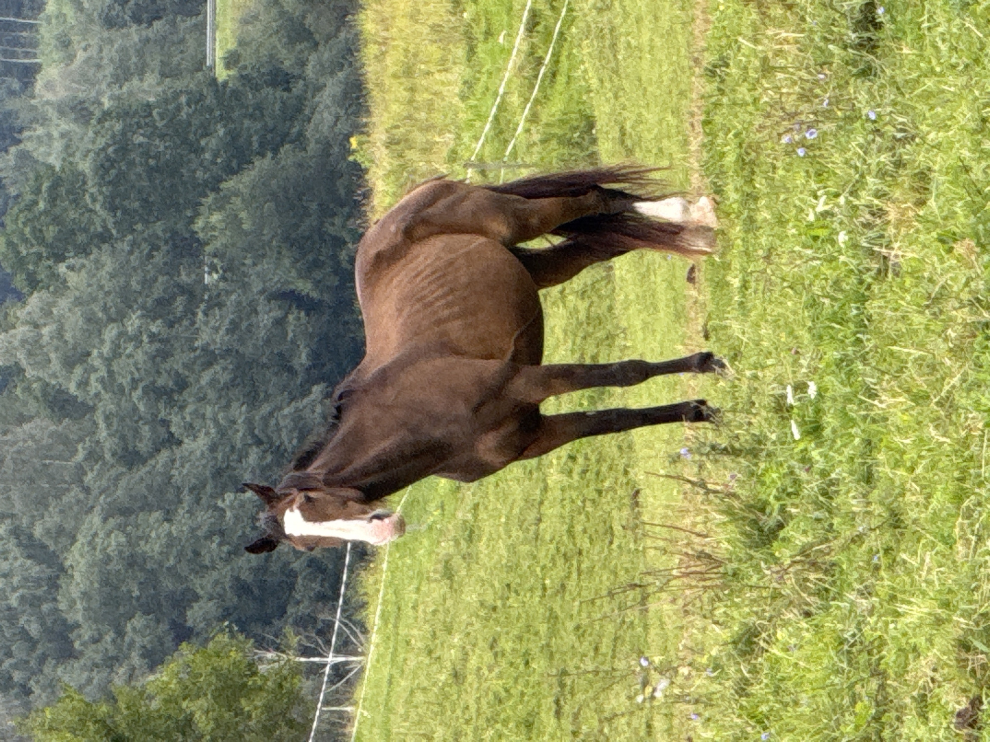 A medium shot captures a brown horse standing in a grassy field. The horse faces the camera, its head tilted slightly to its left. A white blaze marks its forehead and extends down to its nose. The horse has a dark mane and tail, with white markings on its hind legs. In the background, a dense forest of green trees forms a backdrop against a slightly hazy sky. A white fence with several strands runs across the middle ground, separating the field from the trees. Small purple and white wildflowers are scattered in the foreground grass. The scene is set outdoors in a rural or semi-rural environment, likely on the outskirts of the city of Izabelinė, Lithuania.