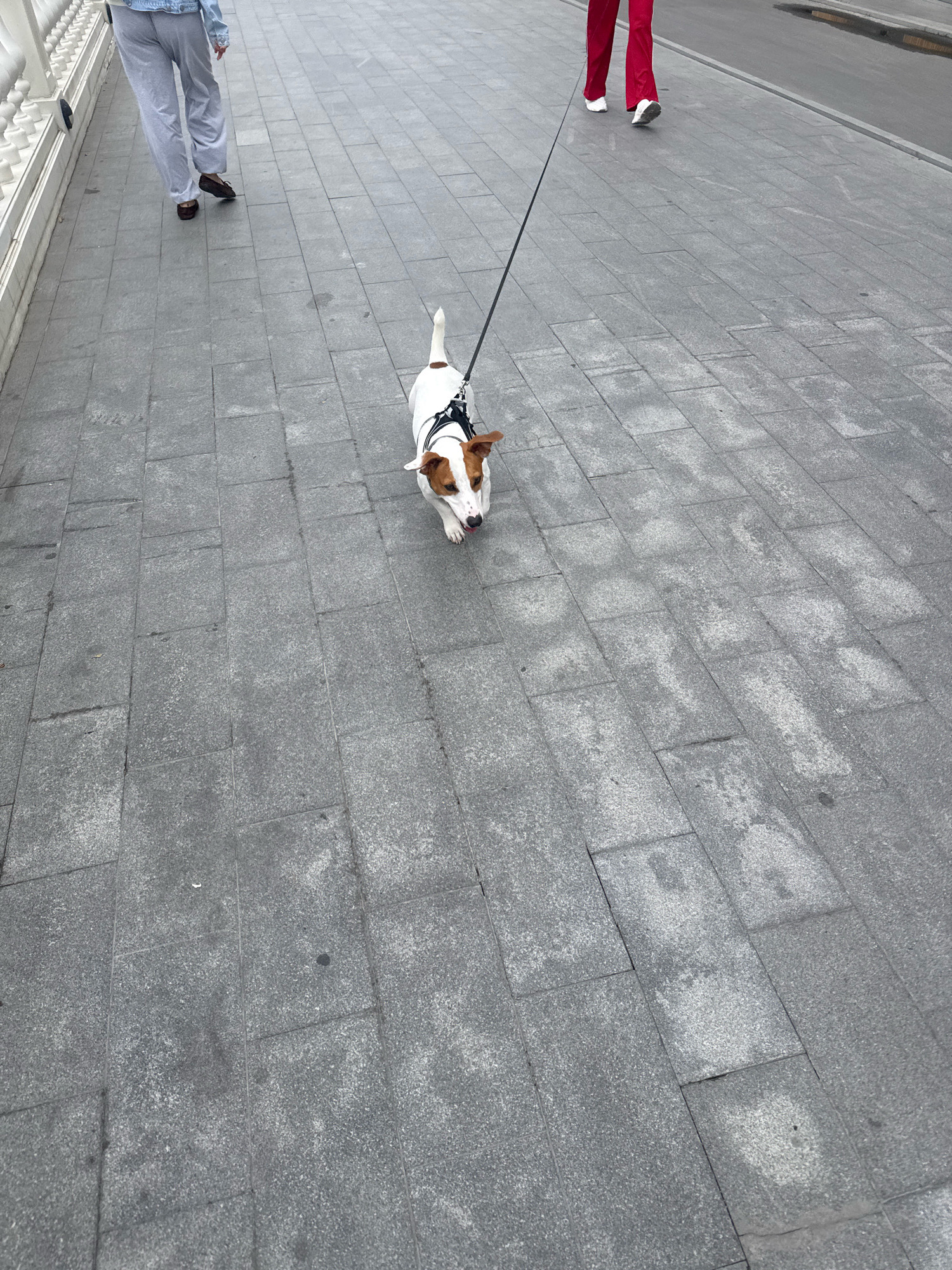 The image depicts a paved walkway in Anapa, Russia. Two individuals are visible, one walking away from the camera wearing light-colored pants and a denim jacket, and another further ahead wearing red pants. A small dog on a leash, identified as a Jack Russell Terrier, is being walked by the person in red pants. The walkway is made of grey square pavers, with some appearing damp or stained. A white railing is visible along the left side of the walkway. The overall scene is one of casual outdoor activity, likely a stroll in the city.