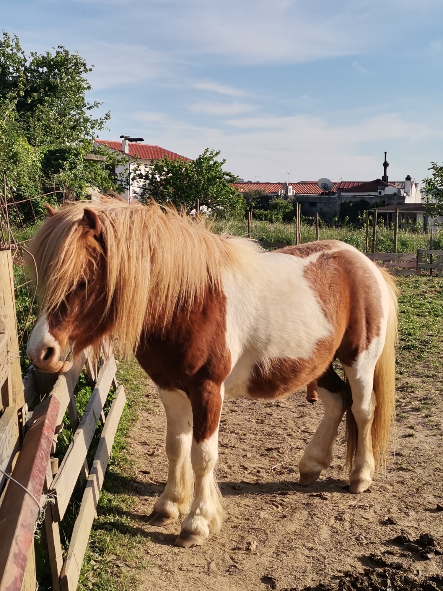 The image shows a brown and white pony standing in a dirt paddock next to a wooden fence. The pony has a long, blonde mane that covers its eyes. In the background, there are trees and houses with red tile roofs. The sky is blue with some white clouds. The location is Unknown, Unknown.