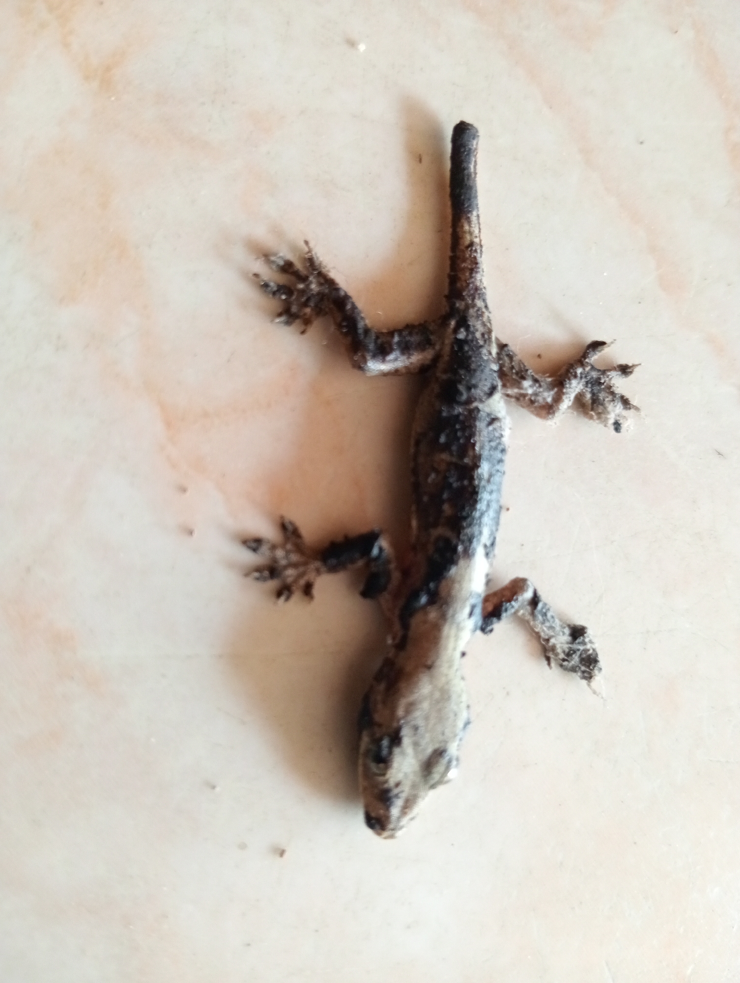 A dead, dried gecko lies on a tiled floor. The gecko is positioned vertically, head at the bottom and tail at the top. Its body is elongated, with visible limbs splayed out. The skin appears dry and brittle, with dark, mottled coloration. The background is a light-colored tiled surface with subtle variations in shade, suggestive of a common indoor flooring. The image was taken in Taman Cari, Indonesia.