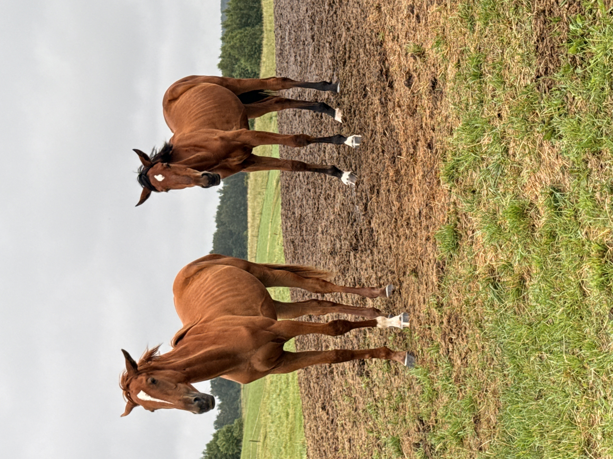 Two chestnut-colored horses are standing in a muddy field with scattered patches of grass. The horse on the left is closer to the viewer and is facing mostly forward, with its head turned slightly to its left. It has a white blaze on its forehead. The horse on the right is slightly behind and to the right of the first horse, also facing mostly forward. It has a white marking on its forehead and black lower legs with white hooves. In the background, there is a line of trees under a cloudy sky, suggesting an overcast day. The terrain is uneven and appears to be agricultural land. The location is identified as Galinė, Lithuania.