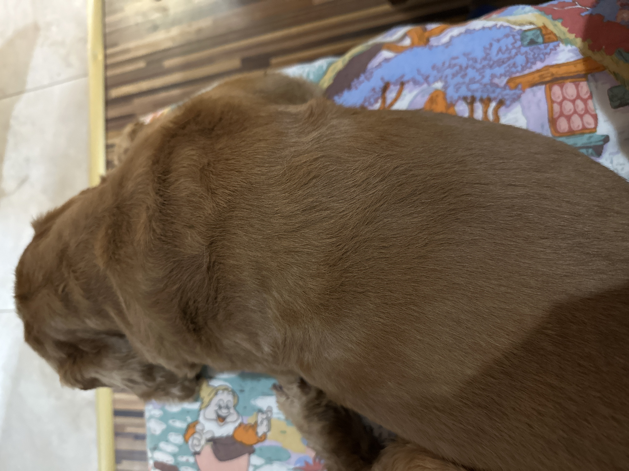 A brown dog is lying on a multi-colored pad or blanket. The location is unknown and there is no information available to determine whether it is in Sofia, Bulgaria.