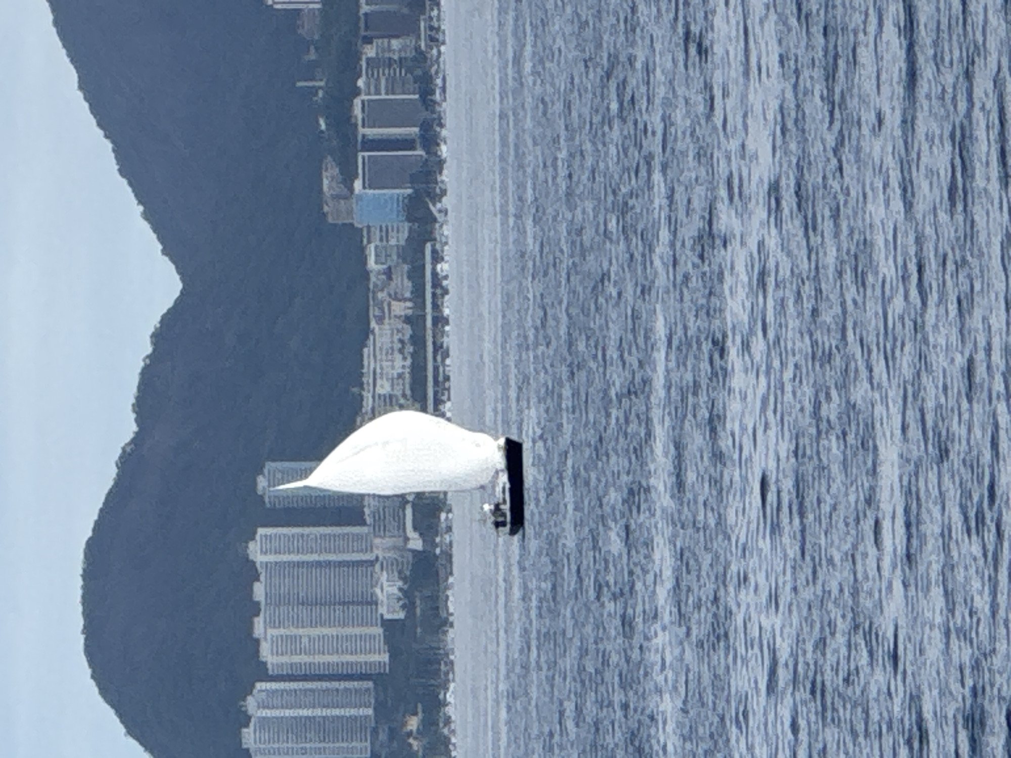 A sailboat with a white sail is sailing on the water in front of a city with many buildings and mountains. The water is blue and wavy. The sky is cloudy. The city is in the background, with tall buildings and a mountain range behind them. The sailboat is in the foreground, with its sail full of wind. There are no people visible on the sailboat, but there may be one person on deck. The image appears to have been taken from another boat or from the shore. The scene is serene and peaceful, with the sailboat gently gliding across the water. The city in the background provides a sense of scale and context, suggesting a coastal urban environment. The overall impression is one of natural beauty and human endeavor.