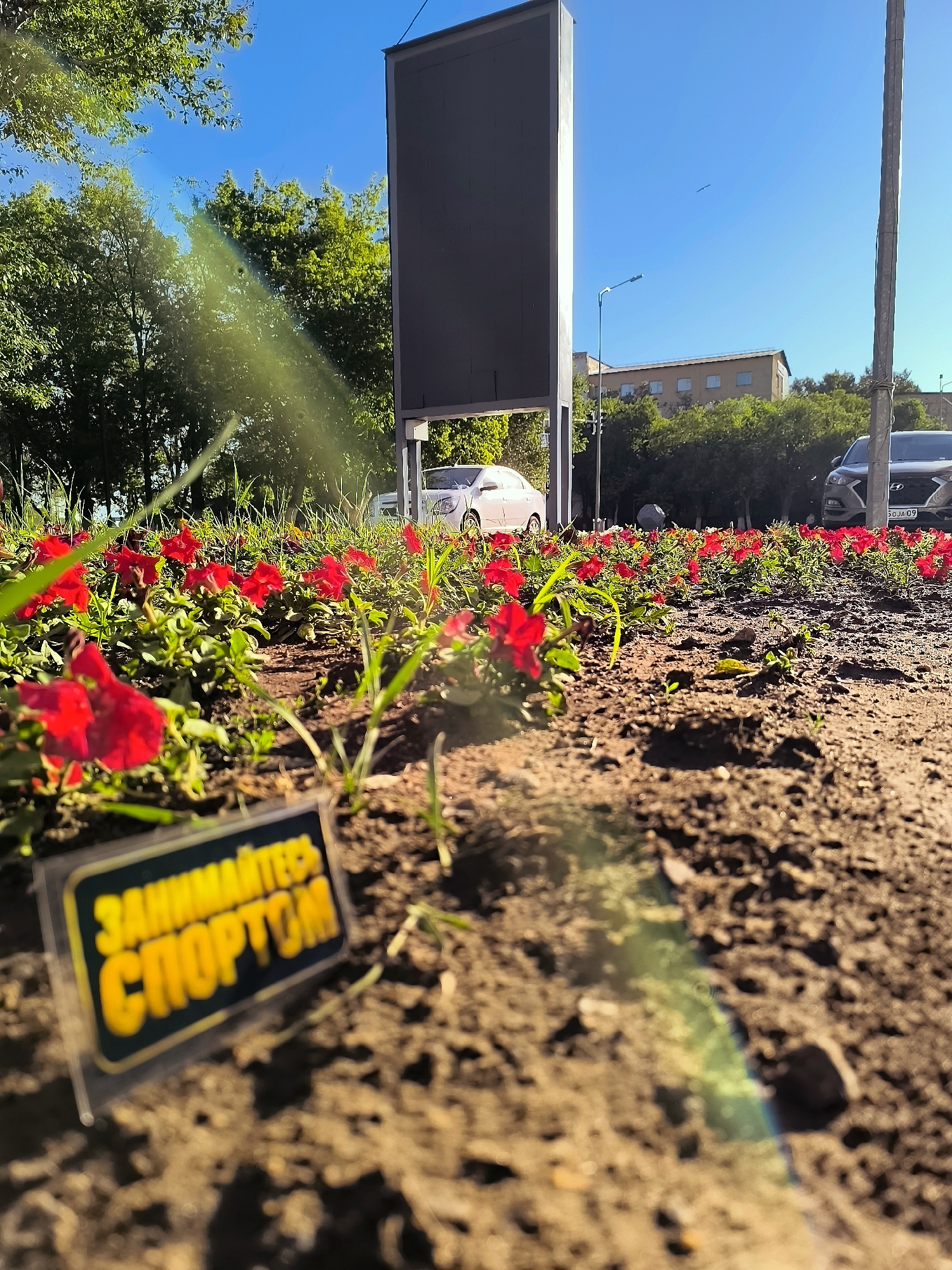 The image shows a low-angle view of a flowerbed with red petunias in bloom. In the foreground, a small yellow sign with black text that reads "ЗАНИМАЙТЕСЬ СПОРТОМ" (Engage in sports) is visible. Behind the flowers, a large, dark rectangular billboard stands on a pole. Beyond the billboard, a white car and a dark SUV are parked on a street, with a building and trees in the background under a clear blue sky. The scene appears to be an urban setting, likely a public area like a park or street-side planting. The lighting suggests it is daytime, with sunlight casting shadows and creating a lens flare effect. The image does not provide any direct visual cues to confirm the specific location as Qarağandı city administration, Kazakhstan.