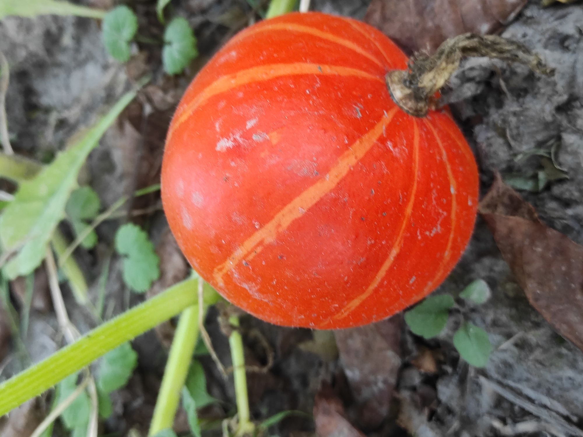 An overhead medium shot captures a small, bright orange pumpkin resting on the ground. The pumpkin has distinct vertical lines of a lighter orange hue. To the left of the pumpkin, a thick, bright green vine extends diagonally upward, showing faint ribbing. The ground beneath and around the pumpkin is a mixture of dark soil, fallen brown leaves, and a few small, green plants with heart-shaped leaves. The background is blurred, suggesting a shallow depth of field, with more green vines and foliage visible. The lighting appears natural and diffused, creating a soft illumination on the scene.