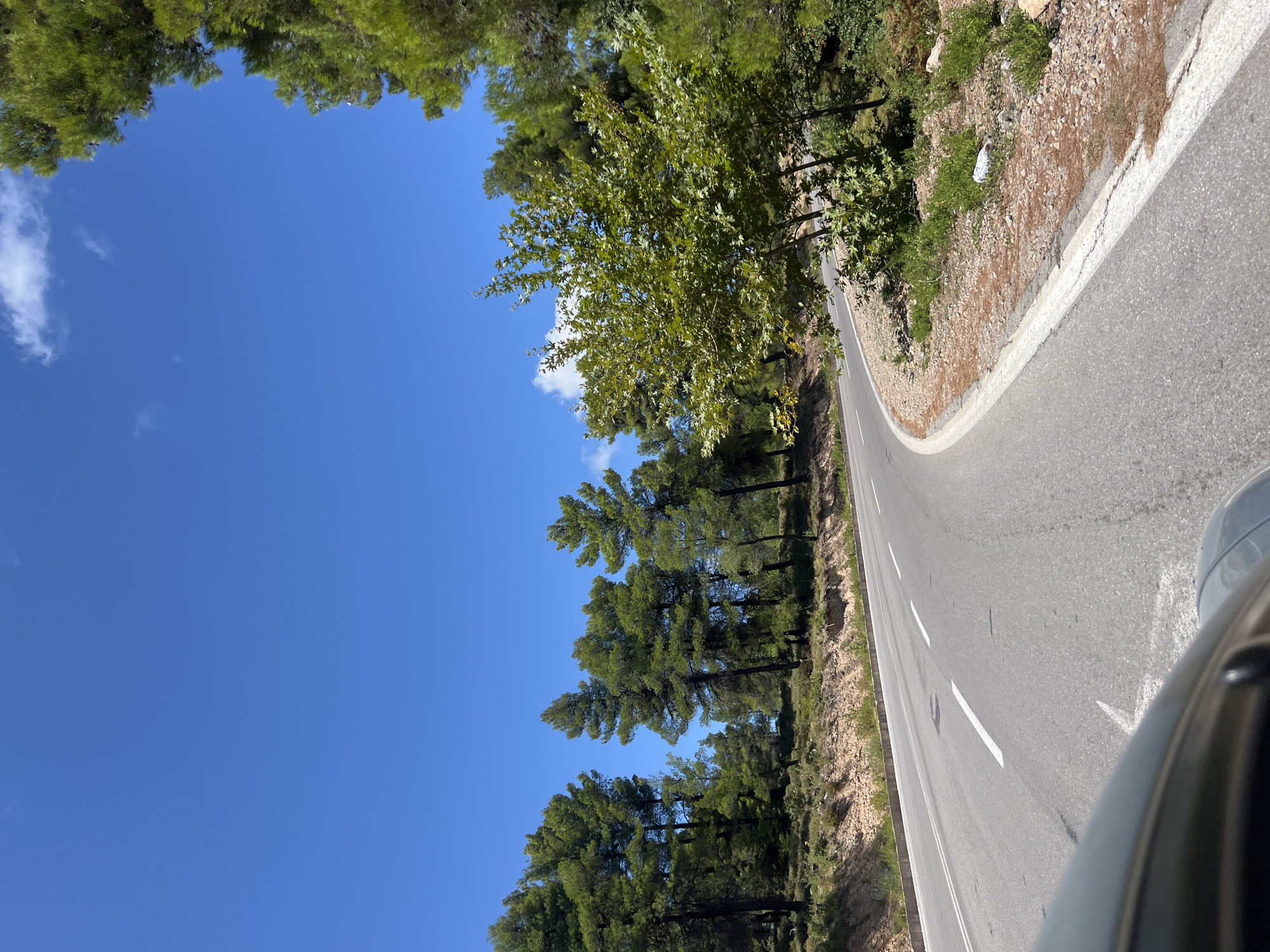 The image depicts a winding paved road with white lane markings, bordered by dry, rocky terrain and lush green trees. The road curves to the left, with the foreground dominated by the gray hood of a vehicle. Pine trees and a broad-leafed deciduous tree line the right side of the road, while a dense forest of pine trees stretches across the horizon on the left. The sky is a clear, vibrant blue with a few wispy white clouds. The scene appears to be a scenic route in the natural landscape, likely in or around the city of Messapia, Greece, given the presence of Mediterranean vegetation. No people or animals are visible in the image, and there is no indication of any specific action or interaction taking place. The environment is characterized by the bright sunlight and the natural beauty of the forested hills.