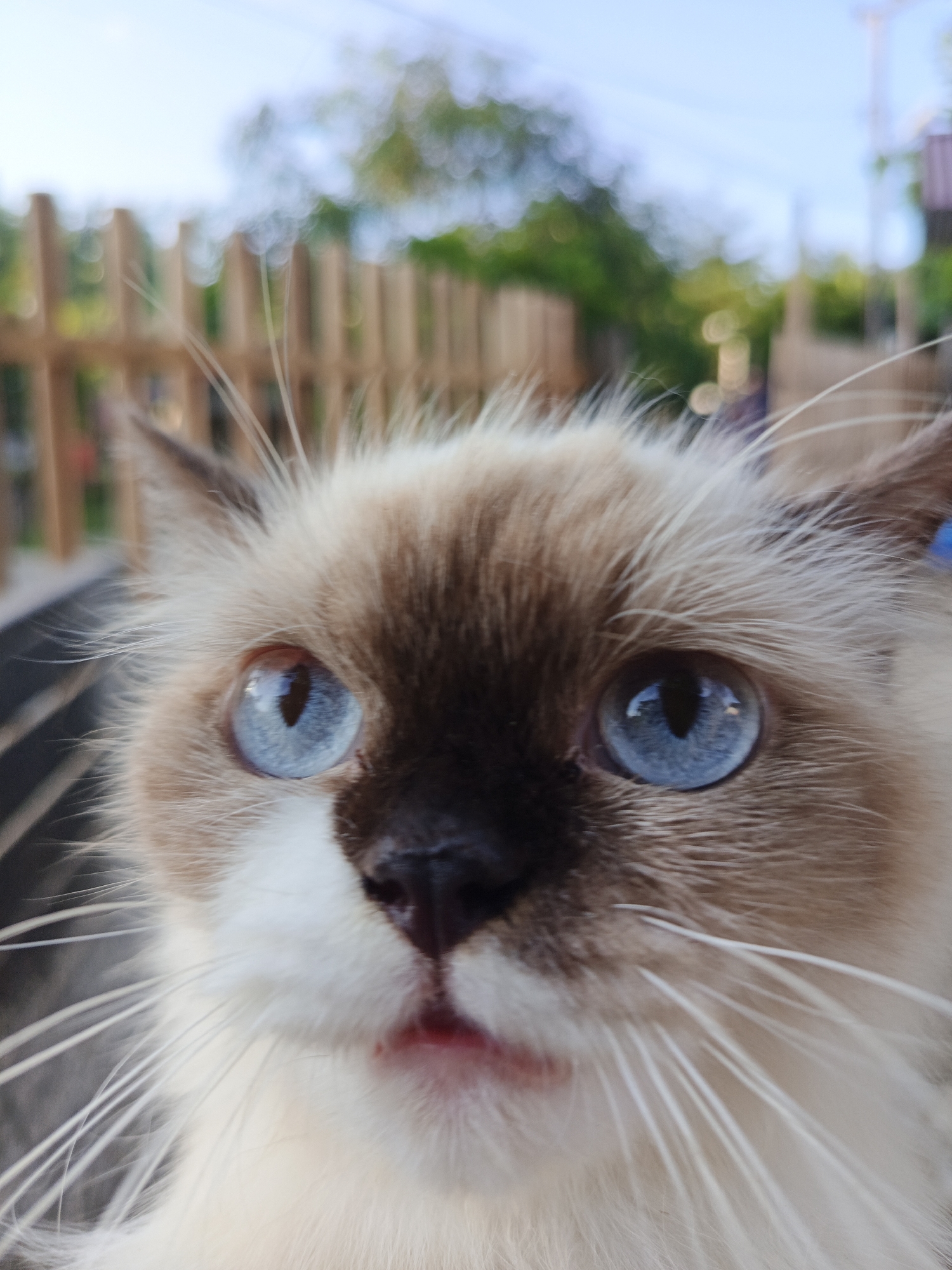 A close-up, slightly blurred photograph shows a Siamese cat with piercing blue eyes. The cat has a dark brown mask around its eyes, nose, and ears, with light cream or white fur on its lower face and body. The cat's nose is black, and a glimpse of its pink tongue is visible. The background features a blurred wooden fence and greenery, indicating an outdoor setting. The location in the city of Lhokseumawe, Indonesia is not determinable solely from the visual content of the image.