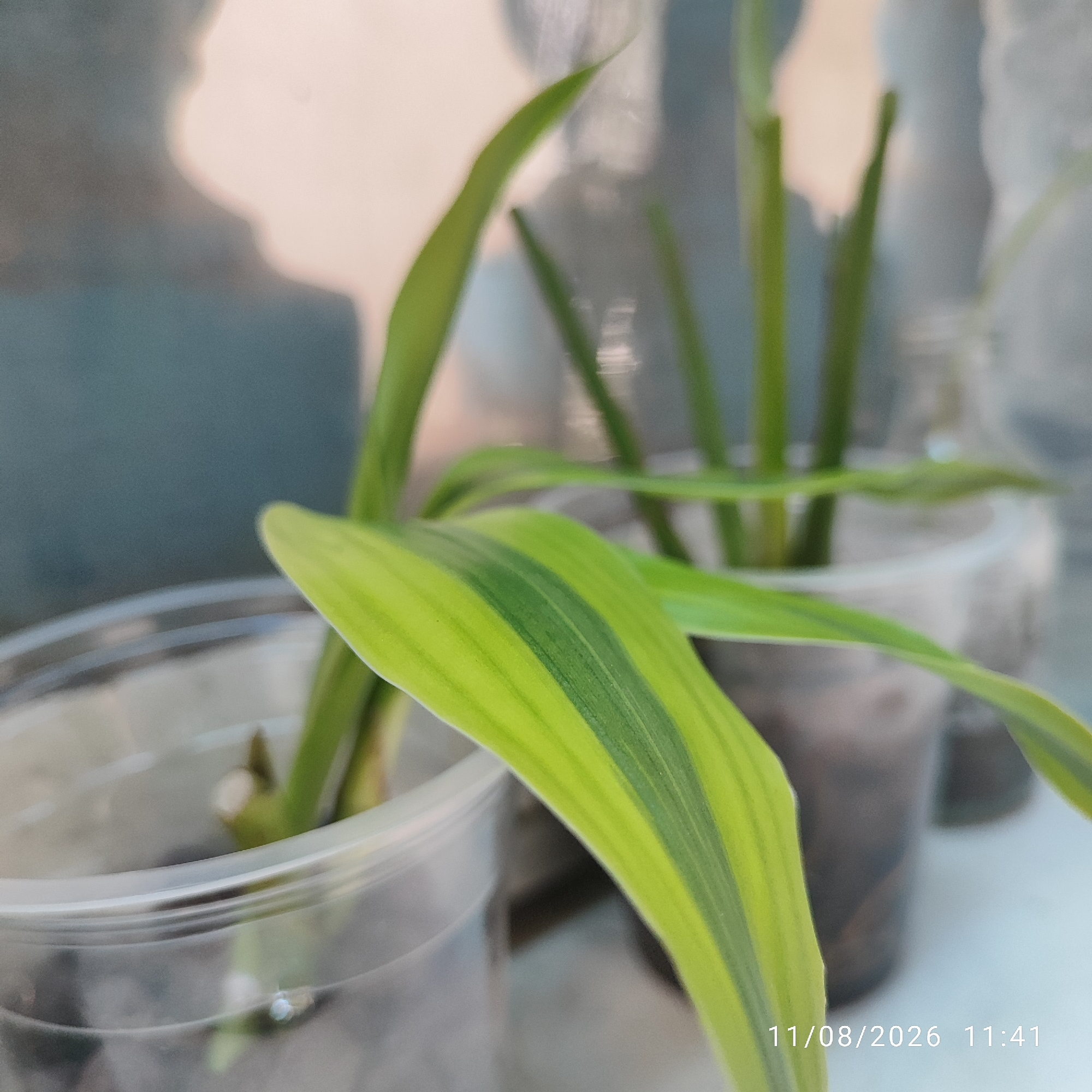 In the city of Buding, Indonesia, an indoor shot captures a close-up view of a variegated plant with long, slender leaves. The leaves exhibit distinct stripes of light green and dark green. The plant is housed in a clear plastic cup, with the cup's rim and base visible. Behind the foreground plant, another similar plant in a clear plastic container is slightly out of focus, its green stalks reaching upwards. The background is softly blurred, with areas of light and shadow suggesting a diffused light source and possibly a window or reflective surface. The lower right corner of the image displays a timestamp: "11/08/2026 11:41".
