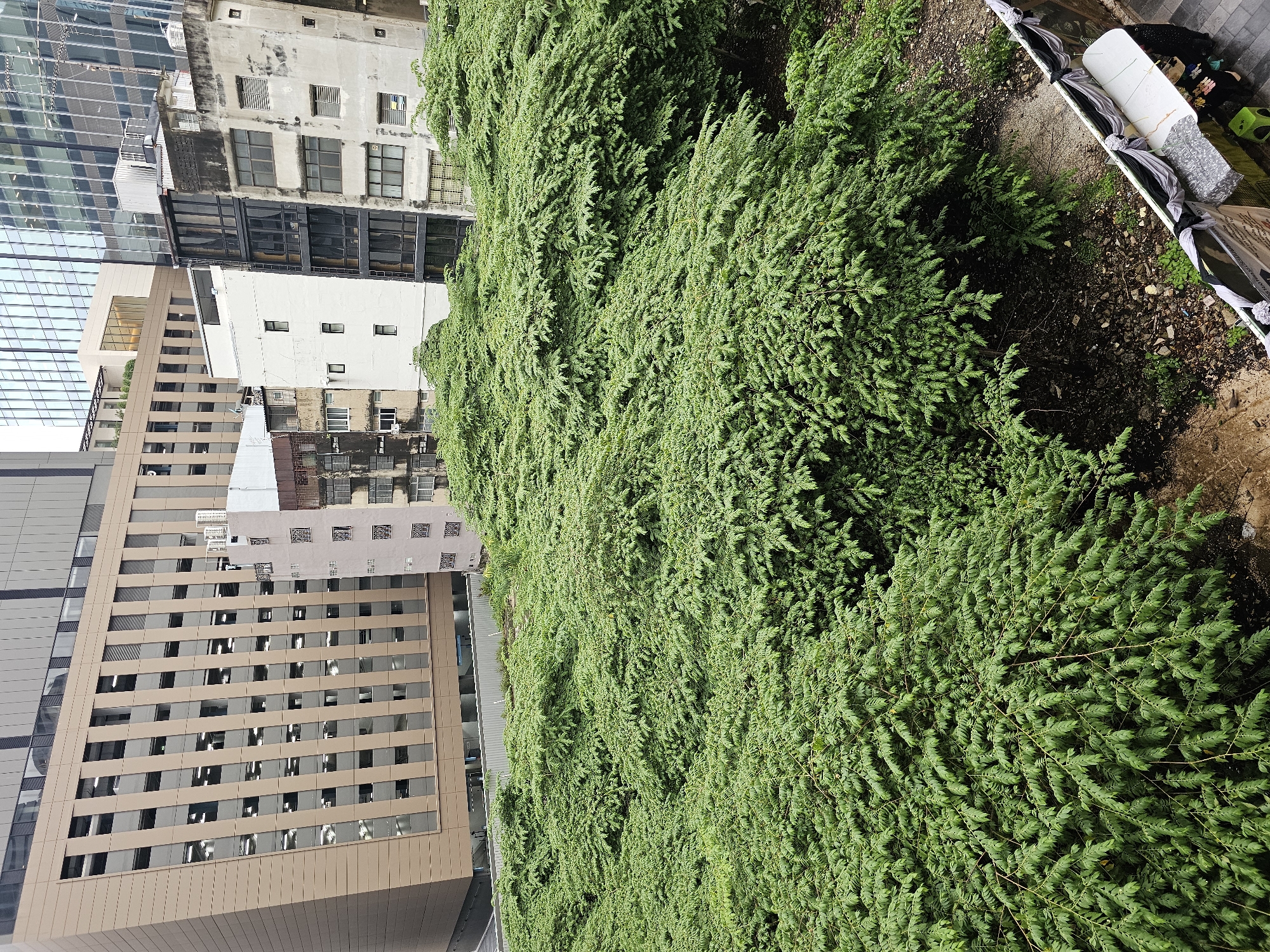 In Bangkok, Thailand, a dense canopy of lush green trees dominates the foreground of the image, obscuring the ground below and creating a naturalistic contrast with the urban backdrop. Behind the foliage, a cluster of buildings rises, showcasing a mix of architectural styles. To the left, a modern building with a light brown facade and numerous rectangular windows is visible. Adjacent to it, a weathered, grey building with smaller, more traditional windows stands. Further to the right, a stark white building with a few small windows is interspersed with other structures exhibiting varied facades and window designs. Towards the bottom right of the frame, a white table is set up with black drapes and ribbons, suggesting a temporary display or event. Two individuals are partially visible near the table, one wearing dark clothing. The scene appears to be an aerial view, looking down upon this juxtaposition of nature and urban development.