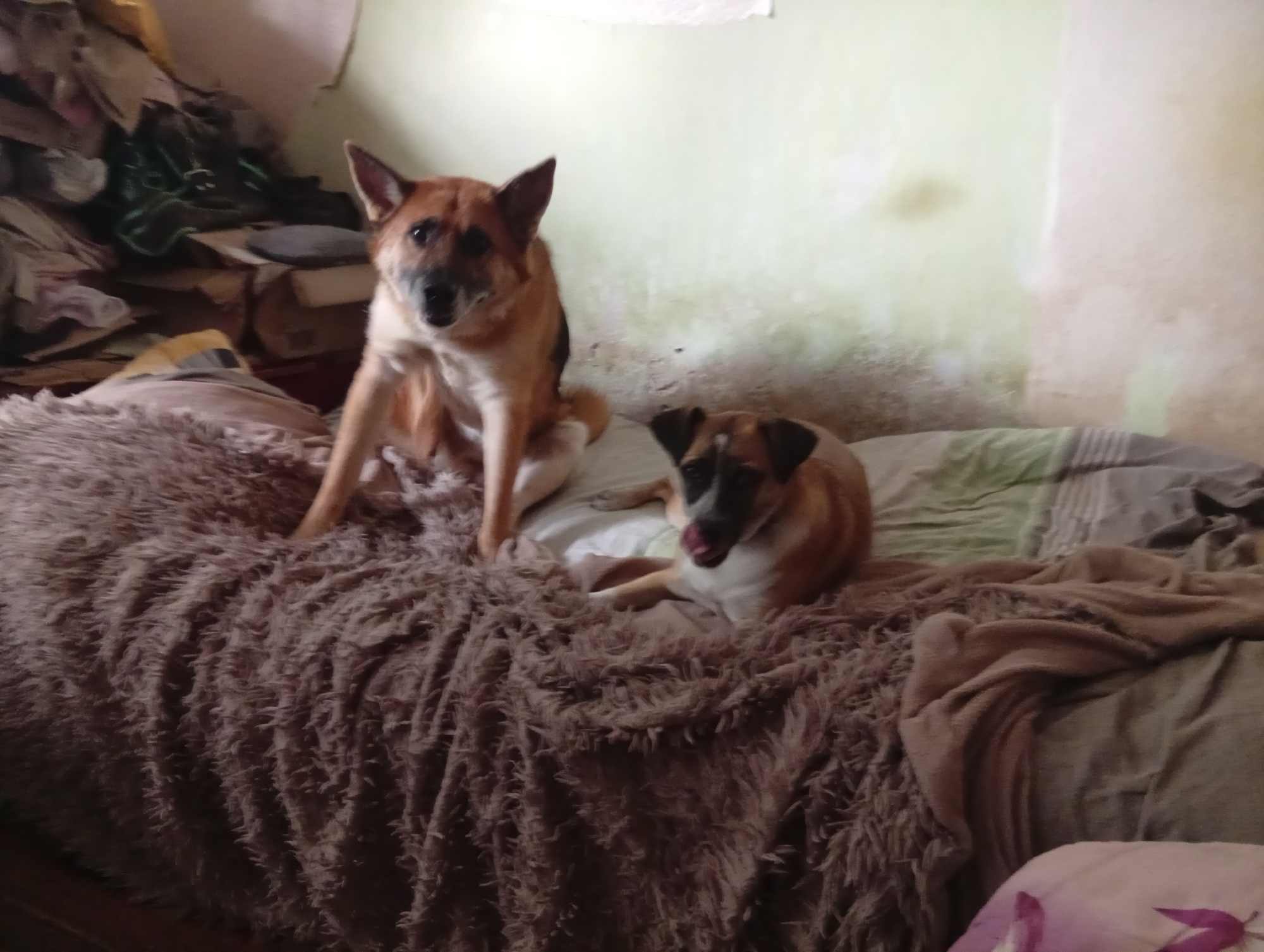 Two dogs are positioned on a bed covered with a brown, fluffy blanket. The dog on the left is larger, with tan and black fur, and is sitting up, looking forward. The dog on the right is smaller, with tan and white markings, and is lying down with its tongue out. The background consists of a wall with peeling paint and a pile of items in the upper left corner. The scene appears to be an indoor setting, likely a bedroom. There is no information about the city of Zviahel, Ukraine included in the image.