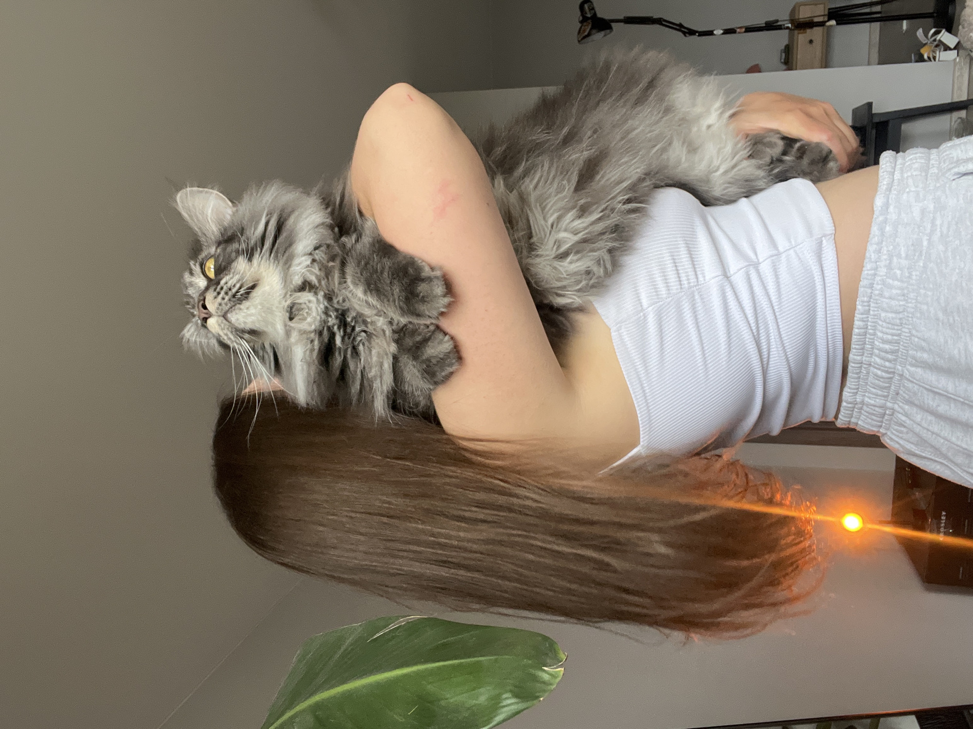 A long-haired grey tabby cat, possibly a Maine Coon, is held by a female individual in a domestic setting within the city of Ternopil, Ukraine. The individual, seen from the back and right side, has long, straight, dark brown hair and is wearing a white ribbed crop top and light grey athletic shorts. Her right arm exhibits several faint red scratches consistent with interaction with a feline. The cat, appearing large and fluffy, looks upwards and slightly left with yellow eyes and prominent whiskers. Its front paws rest on the individual's upper right arm, while the individual's right hand supports the cat's lower body. The background features a plain light grey wall and ceiling, with a large green plant leaf visible on the left. On the lower left, an object bearing the text "CROSLEY" is visible, from which a bright orange light or reflection emanates, creating a prominent lens flare. The right side of the frame shows a partial view of a dark stool and a light wooden table with miscellaneous objects, along with a black stand or lamp.