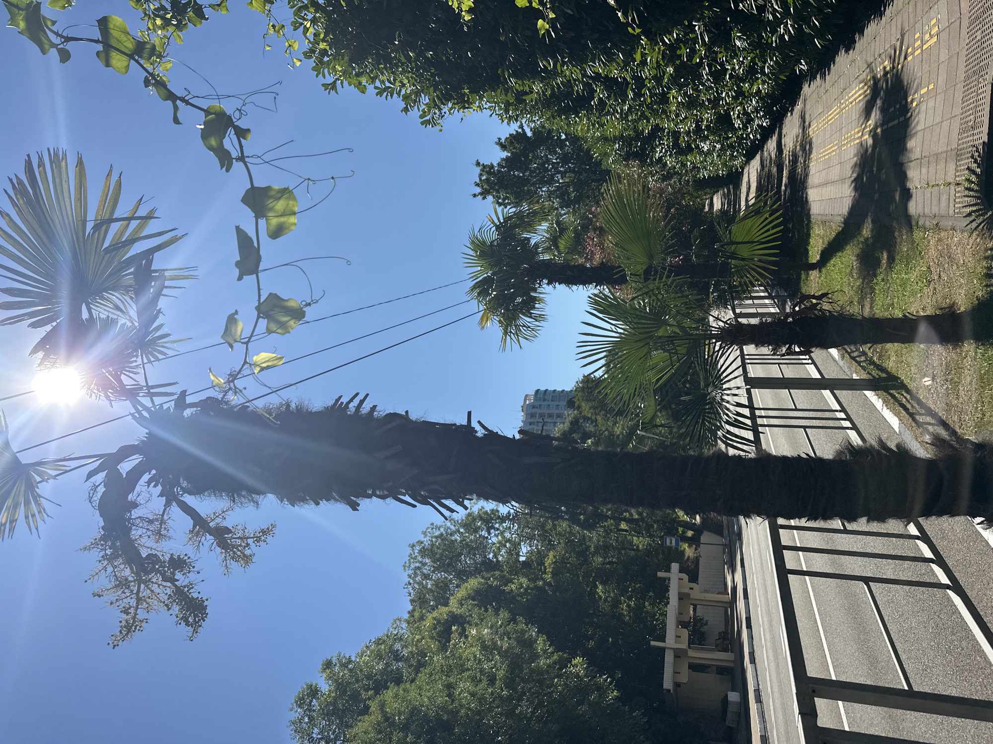 The image depicts a street scene in Sochi, Russia, characterized by lush vegetation and a bright sunny sky. A tall, mature palm tree with a shaggy trunk stands prominently in the foreground, casting a shadow on a paved sidewalk. Adjacent to the sidewalk is a road with white lane markings, separated from the sidewalk by a metal fence. In the background, more palm trees and dense green foliage line the street, with a modern, multi-story building visible through the trees. Power lines stretch across the sky, and sunlight beams through the leaves of a palm tree, creating a lens flare effect. A bus stop shelter is visible on the left side of the road. The overall atmosphere is tropical and serene, suggesting a warm, sunny day.