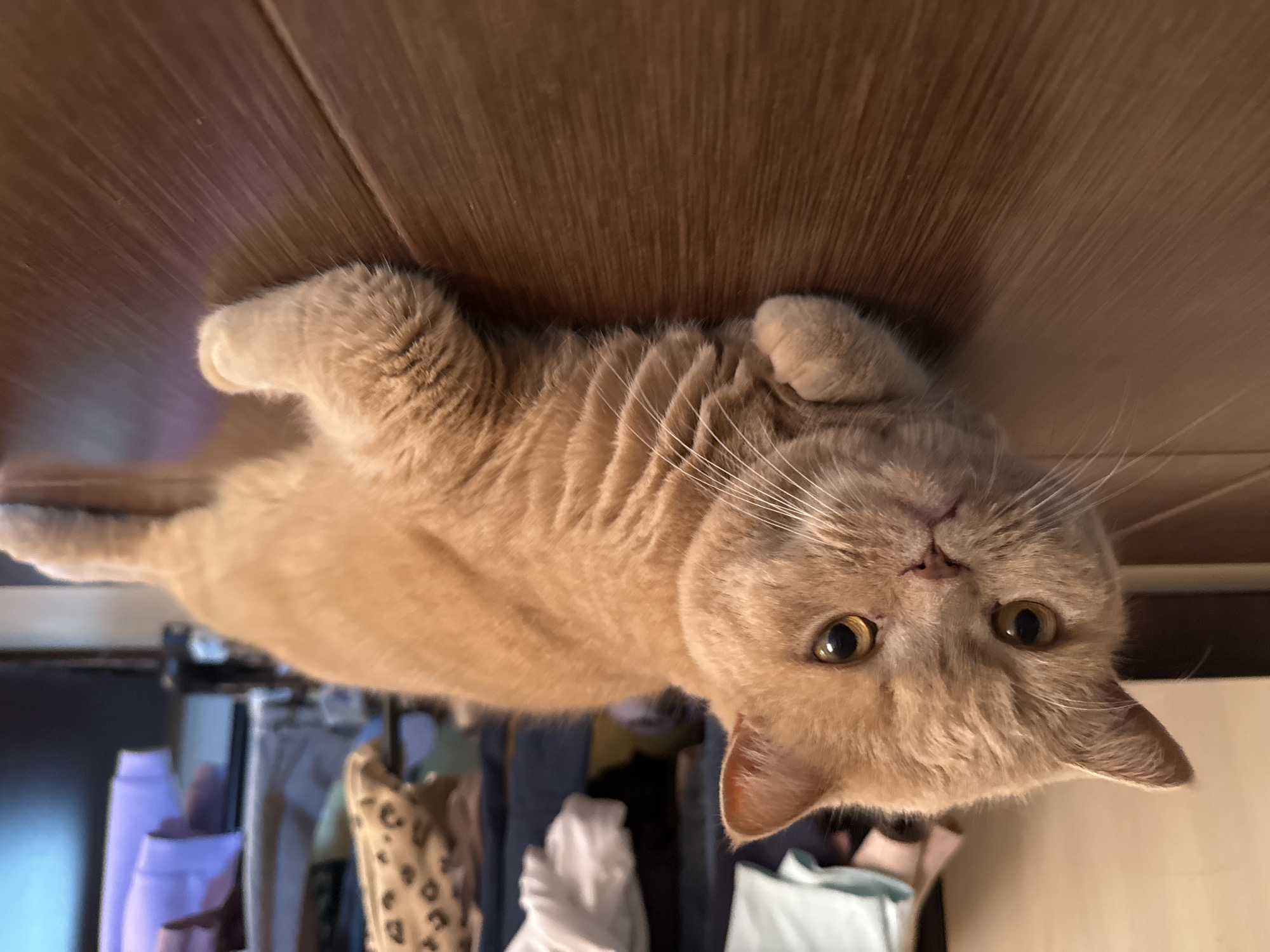 An adult domestic cat, exhibiting light ginger fur and a sturdy build, is depicted lying prone on a dark brown wooden floor. The cat's body is oriented horizontally across the lower and central portions of the frame, with its head turned slightly to face left of the camera's direct line of sight. Its front paws are tucked beneath its chest, and its hind legs extend backward. The cat possesses prominent amber-gold eyes with dark pupils and white vibrissae projecting from its muzzle. The floor exhibits a visible wood grain pattern. The background is out of focus but shows an indoor environment, likely a room or open closet. Various items of clothing, including light blue, white, dark blue, leopard-print, and light purple garments, are visible hanging on a rack or within a storage area. A light-colored vertical surface is partially visible on the far left of the background. The location is an unspecified indoor setting within the city of Unknown, Unknown.