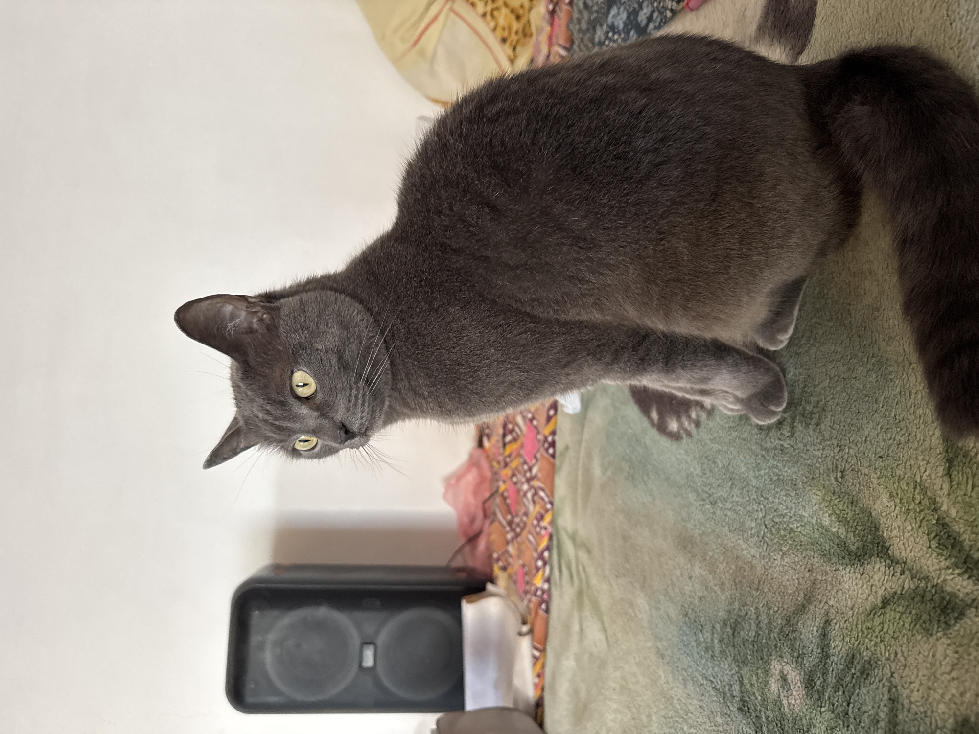 An adult domestic shorthair cat with dark gray fur and yellow eyes is sitting on a green blanket with a patterned throw and a white speaker in the background. The cat is facing to the left, looking slightly upward. The scene is indoors, likely a bedroom, with a white wall behind the cat. The blanket appears to have a faint pattern of green leaves or plants.