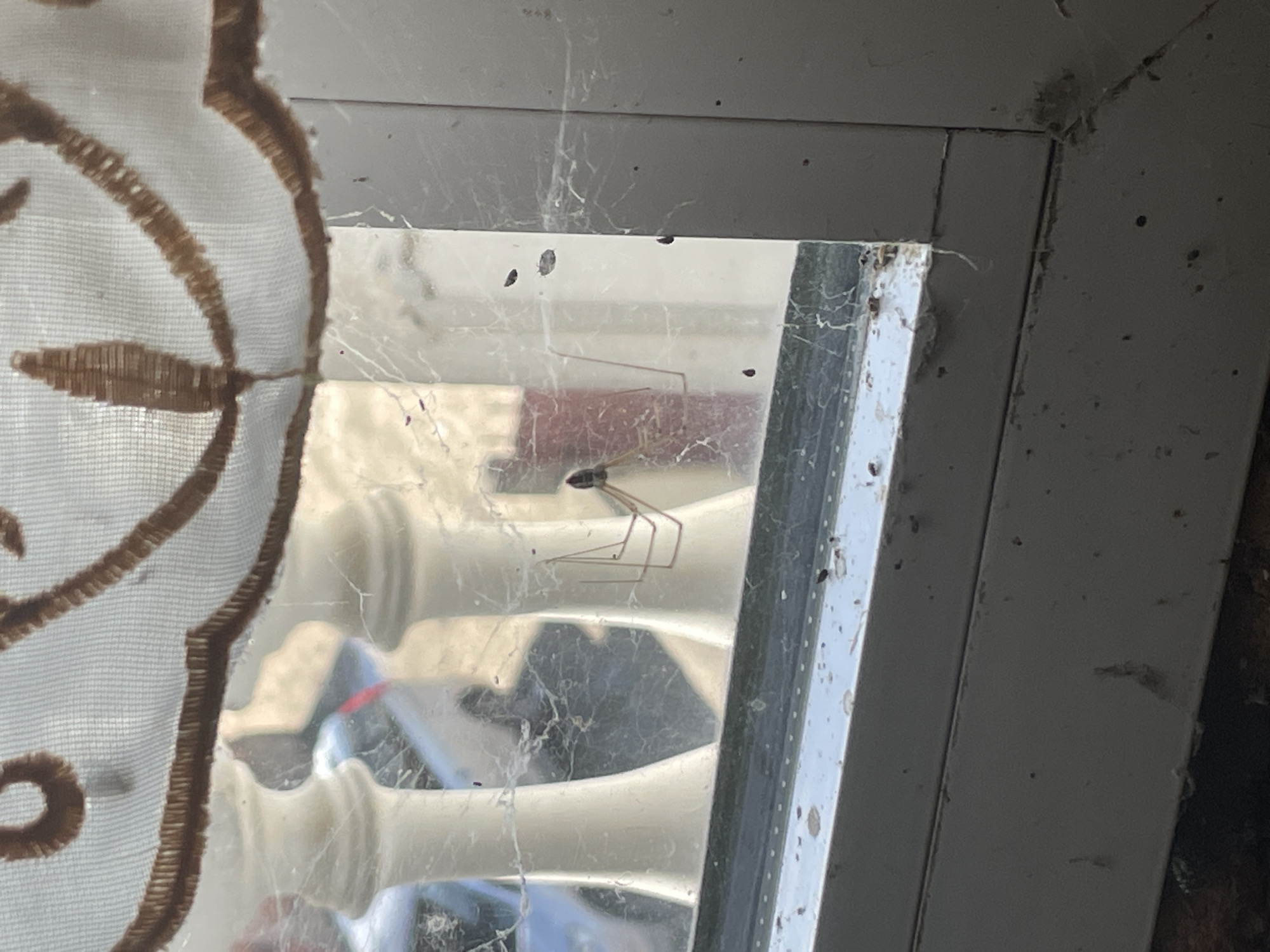 The image captures a close-up, angled view of a dirty window pane, featuring a spider on a cobweb. A sheer white curtain with a brown embroidered, possibly circular or floral, pattern partially covers the left side of the frame. The main subject is a slender spider, likely a cellar spider (Pholcidae), with a small, dark body and long, delicate legs, resting or moving on a dense cobweb stretched across the window glass.
The window pane itself is significantly grimy, covered with dust, smudges, and small dark specks, possibly debris or insect remains, indicating a lack of cleaning. Numerous visible strands of cobweb further emphasize the neglected state of the window. The window frame, visible on the right and top, appears to be made of a light-colored material, possibly painted wood or PVC, and is also covered in dust and accumulated grime, particularly in the corners.
Through the blurred, dirty glass, indistinct shapes of light-colored objects are visible in the background, one resembling a white, turned wooden spindle or baluster. The lighting suggests it is daytime. The setting appears to be an interior space, likely a room in a building within Ihtiman, Bulgaria, looking outwards through a window that has not been recently cleaned. There is no human activity or visible text in the image.