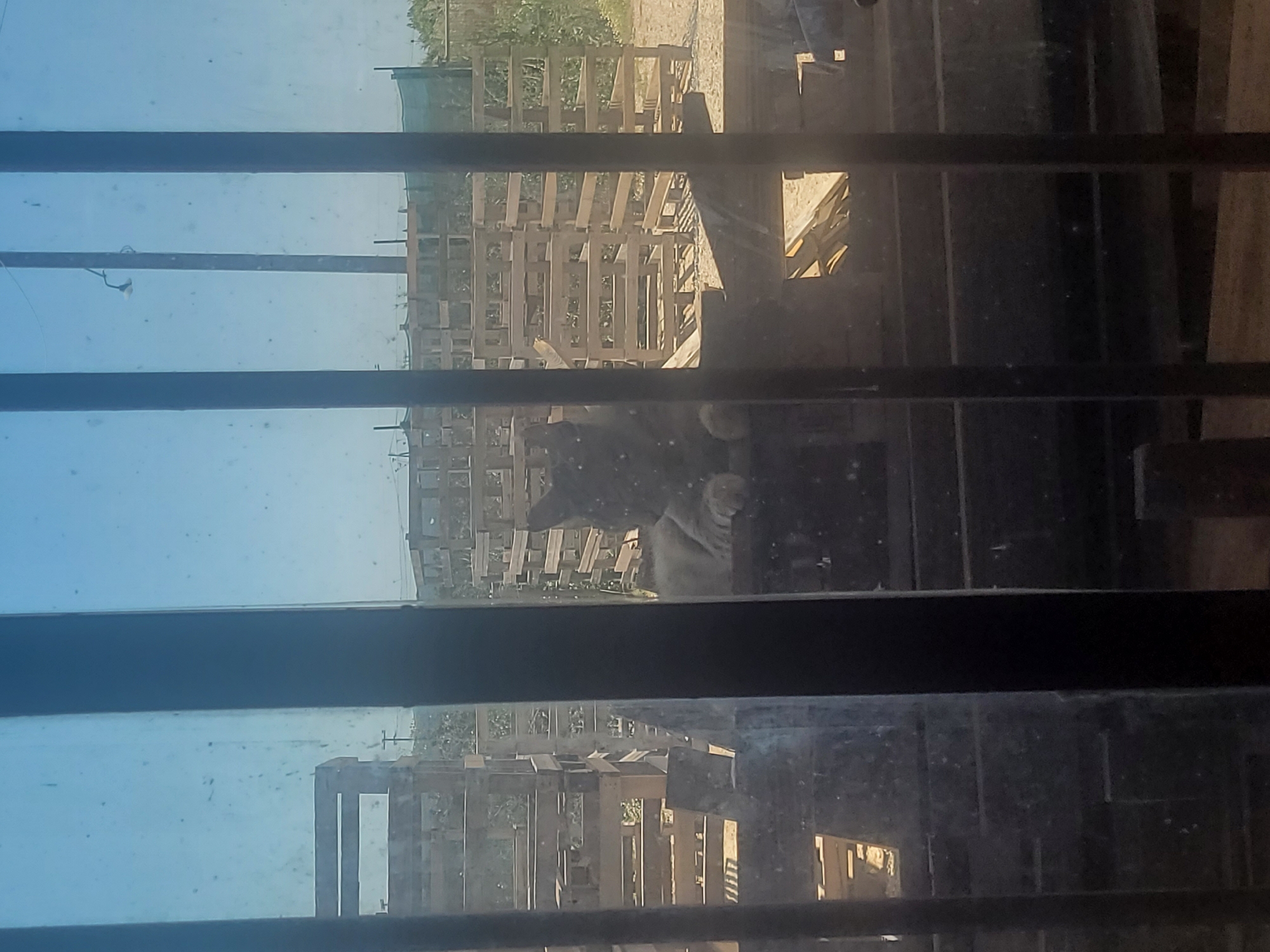 The image appears to be taken from inside a building, looking out through a window with dark bars. The outside scene consists of a yard or open area containing several stacked wooden pallets. There are also some plants or greenery visible in the background, possibly trees or bushes. The sky is blue, suggesting it is daytime. The location is indeterminate based on the provided image.