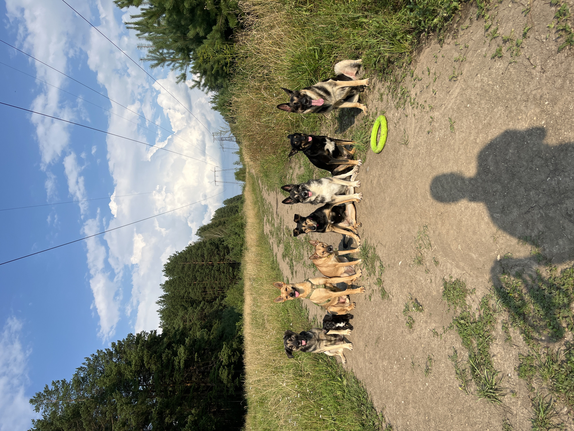 A group of eight dogs are sitting in a line on a dirt path in a rural, grassy area. The dogs vary in size and breed, with several appearing to be German Shepherds. A yellow ring toy is on the ground in front of one of the dogs. In the background, there is a dense forest of pine trees and a clear blue sky with scattered clouds. Overhead, high-voltage power lines are strung between tall metal towers. The scene appears to be an outdoor recreational area.