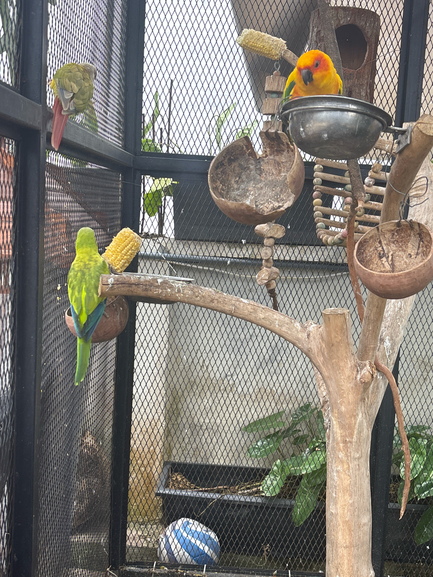 The image shows a close-up view of an aviary in Belung, Indonesia. The aviary contains at least three parrots. One parrot, with green and blue plumage, is perched on a branch, facing away from the camera, with a half-eaten cob of corn beside it. Another parrot, a sun conure with bright yellow and orange feathers, is sitting on a metal bowl. A third parrot, also green, is visible on the left side of the image, its back to the camera and its red tail feathers hanging down. The aviary has a black metal mesh exterior. Inside, there are natural elements like branches, coconut shell feeders, and a wooden structure with a hole. A blue and white ball is visible on the ground at the bottom of the enclosure, near some greenery. The background is a concrete wall with some moss or algae growth, suggesting an outdoor or semi-outdoor setting.