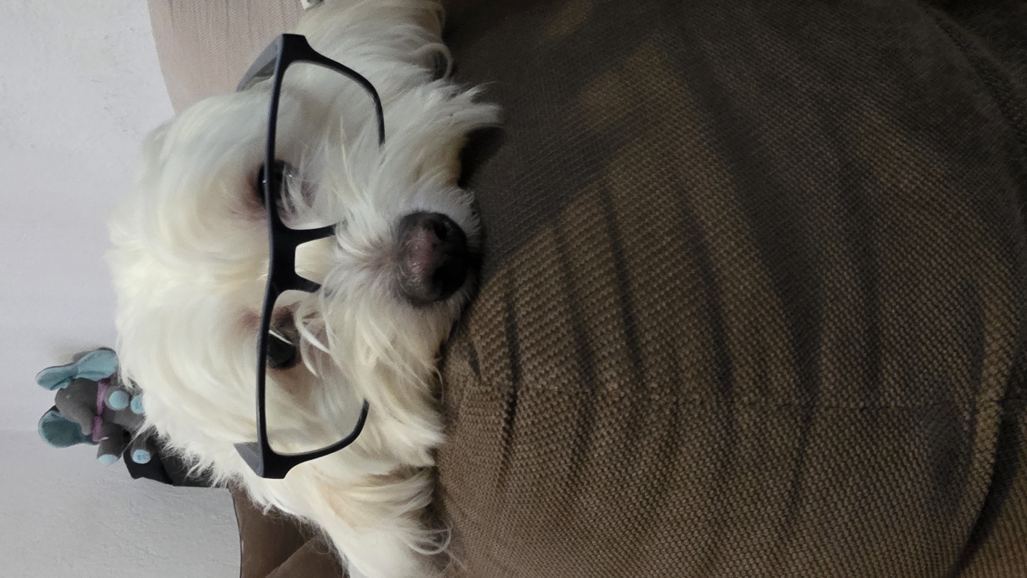 A white dog with long fur is resting on a brown upholstered surface. The dog is wearing black-framed glasses. A toy elephant with blue ears is visible near the dog. The location is not discernible from the image and cannot be determined to be Blagoevgrad, Bulgaria.