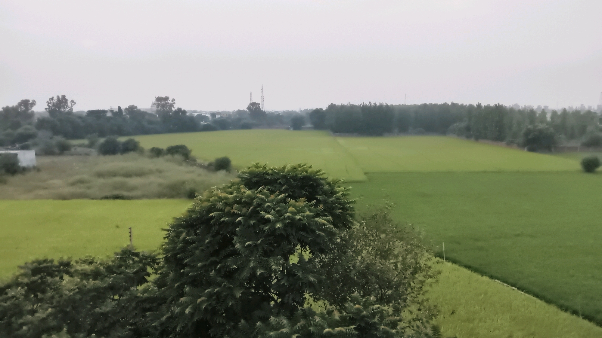 The image depicts a panoramic view of agricultural fields under an overcast sky, possibly in the city of Libra, India. In the foreground, lush green trees dominate, with a large, leafy tree on the right and denser foliage on the left. Beyond the trees, expansive fields of vibrant green crops stretch towards the horizon. The landscape is characterized by gentle undulations. In the middle ground, there is a patch of dry, light-brown grass or scrubland bordering a green field. In the distance, a line of dark green trees forms a dense border, with structures and possibly communication towers visible amongst them. The sky is uniformly gray, suggesting cloudy or potentially rainy weather. There are no people or animals visible in the scene. The overall impression is one of rural serenity and the vastness of cultivated land.