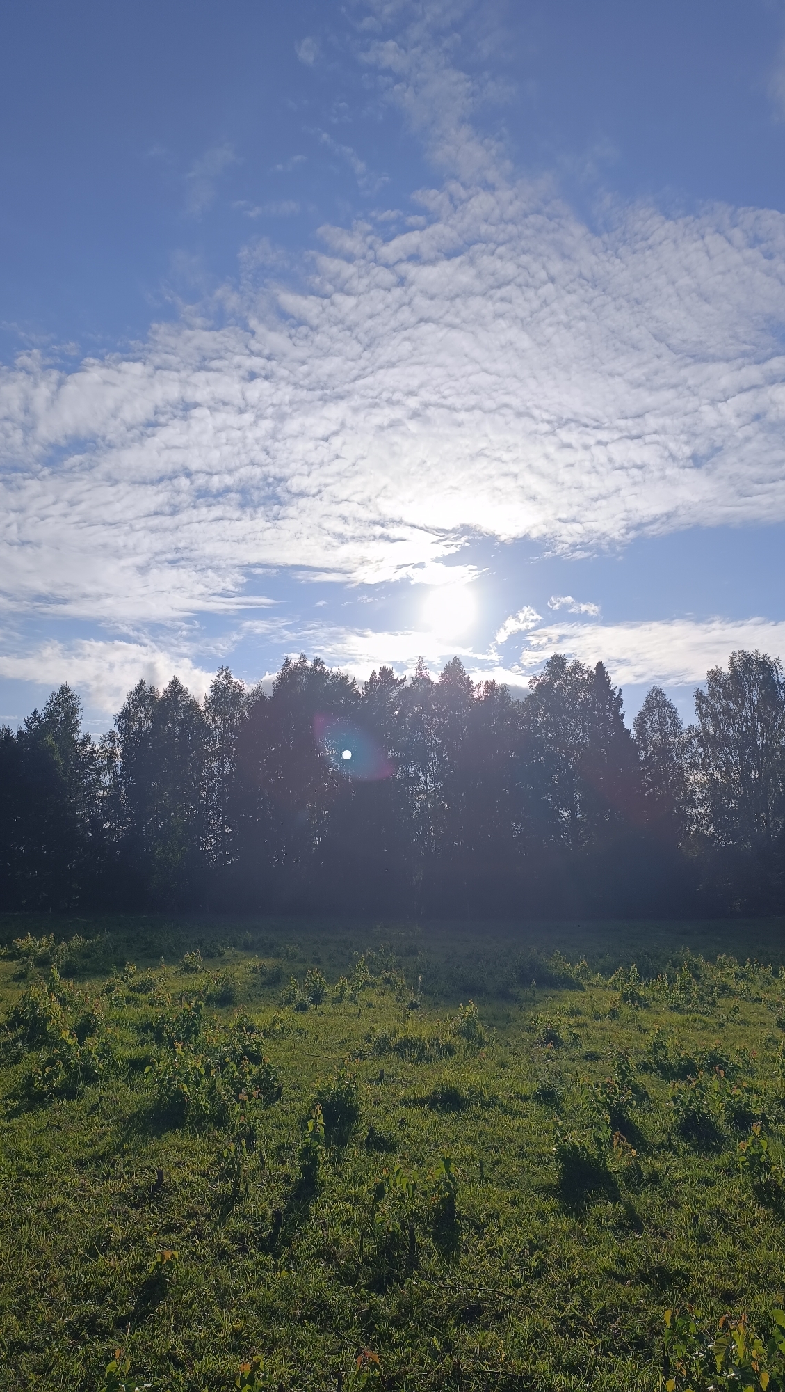 The image depicts a sunlit, rural landscape. In the foreground, a field of green grass and scattered young bushes is visible, with dappled sunlight casting shadows. A dark silhouette of a dense line of trees forms the middle ground, with the sun peeking through the canopy, creating lens flare. The sky above is blue, with a textured layer of white, scattered clouds, and the sun is a bright, prominent orb. The scene is devoid of any human presence, structures, or distinct urban features, suggesting a natural, undeveloped area. There is no discernible connection to the city of Karsha, Russia, as no identifying markers are present.