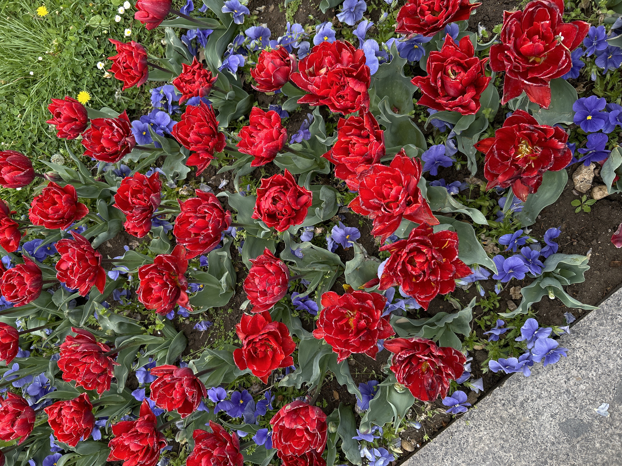 The image shows a flower bed in Sofia, Bulgaria. The bed is filled with red peony tulips and smaller blue pansies. The flowers are in full bloom, suggesting springtime. To the left, there is a patch of grass with a few dandelions. A concrete walkway borders the flower bed on the lower right corner. The scene appears to be a public garden or park. There are no people visible.