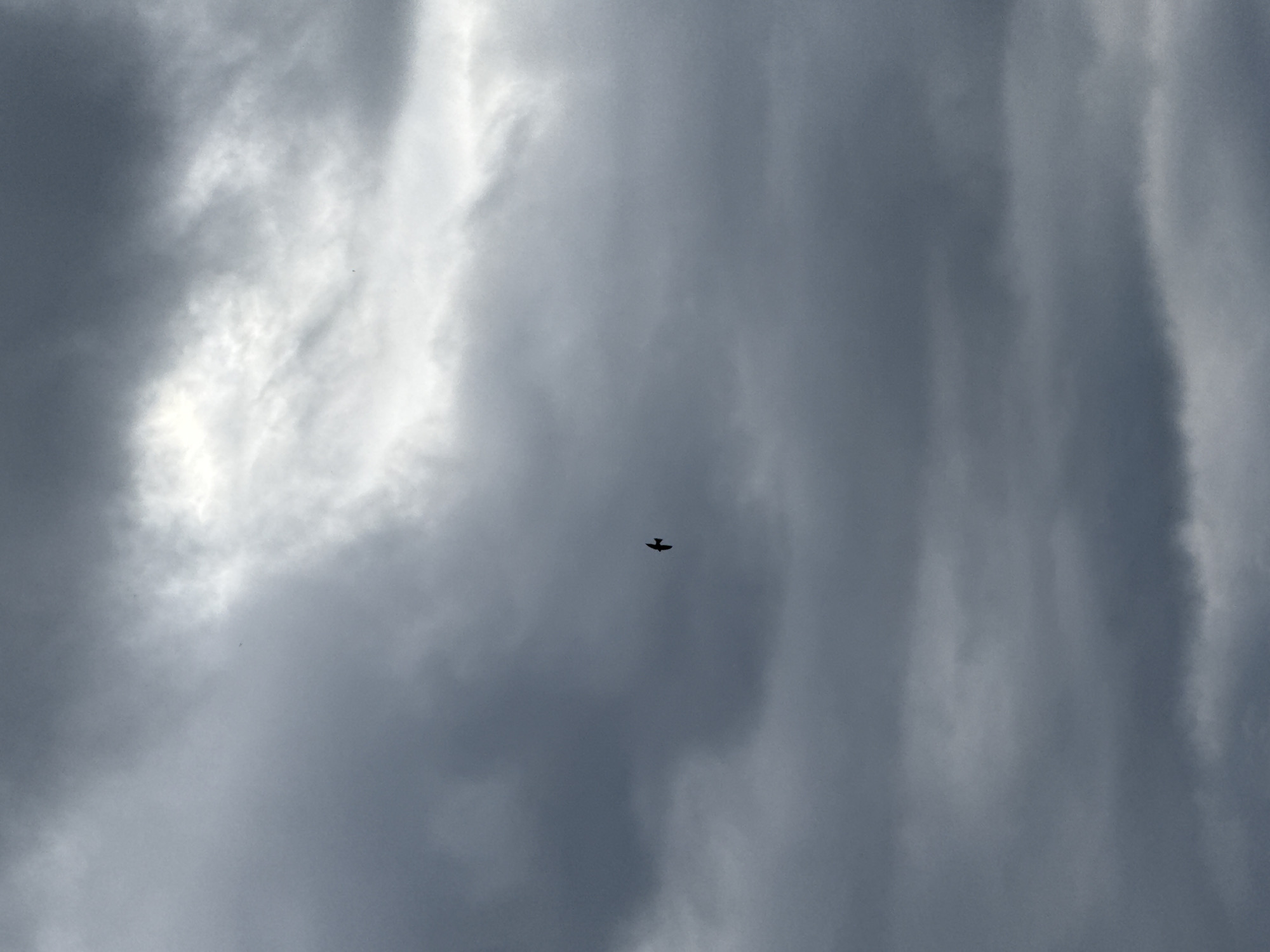 The image displays an overcast sky dominated by a dense formation of dark grey and white clouds. A solitary bird, silhouetted in black, is captured mid-flight in the central-left portion of the frame, with its wings extended. The cloud cover exhibits variations in light and shadow, with brighter white areas contrasting against darker grey masses. The scene is located in the city of Votkinsk, Russia.