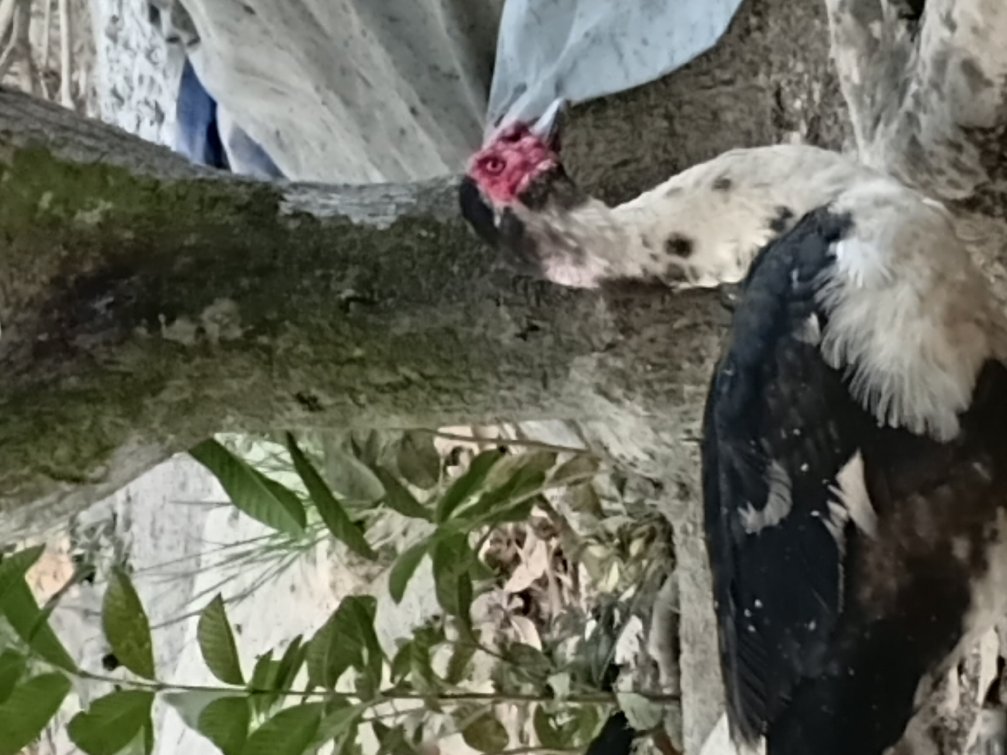A medium shot captures a Muscovy duck standing next to a tree. The duck's head is turned to the right, revealing a bright red, fleshy face with black markings and red eyes. Its body is a mix of black and white feathers, with distinct black speckles on its white chest. The duck is positioned in a natural outdoor setting, with leafy branches of a tree on the left and the rough bark of a larger tree on the right. In the background, there is a sandy area with some rocks and what appears to be a gray tarp-like material draped over something. The overall lighting suggests it is daytime. The location is identified as Margo Rukun, Indonesia.
