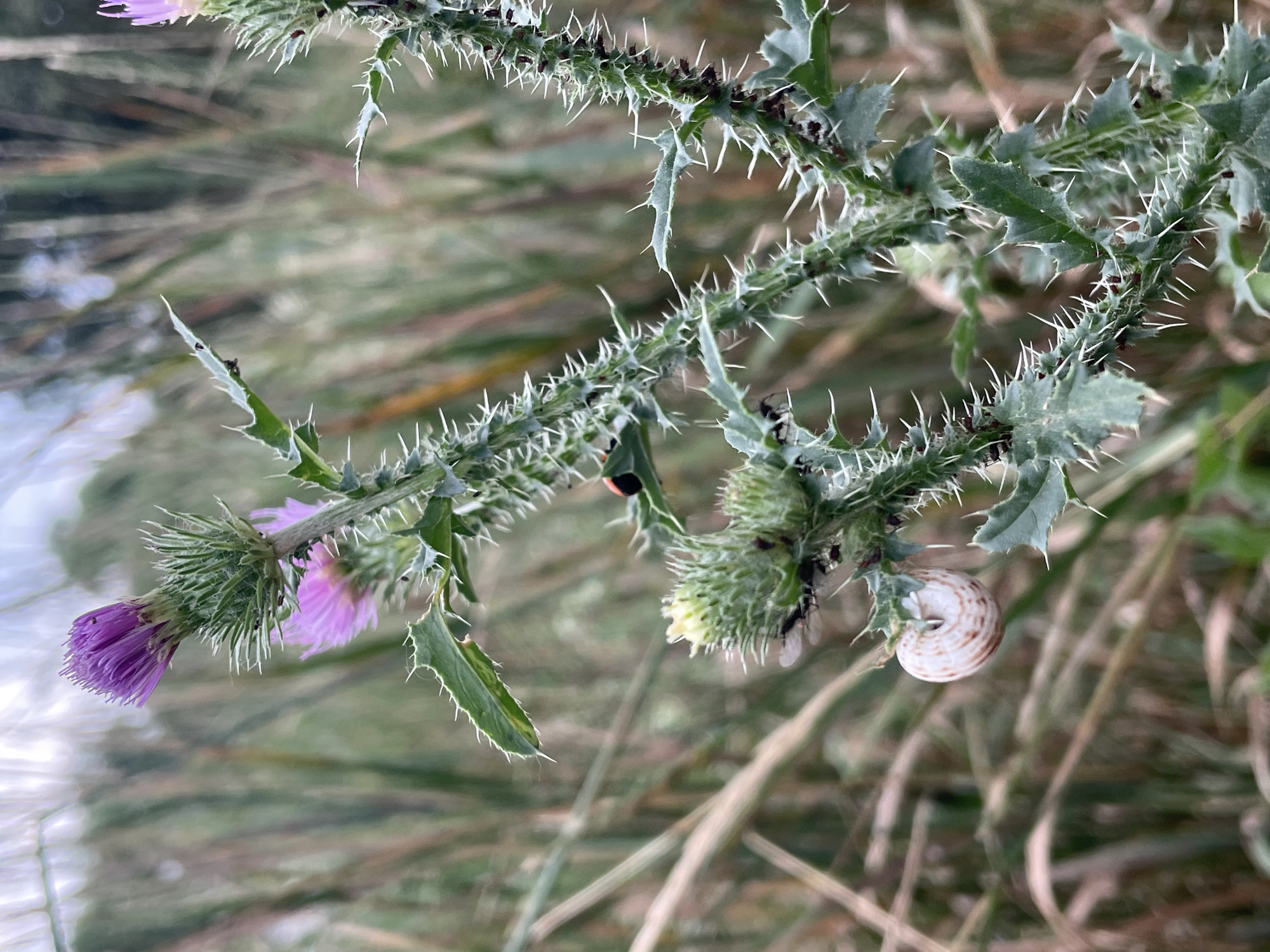 This is a close-up photograph of a spiky plant, likely a thistle, with several purple flowers. The plant has sharp thorns along its stem and leaves, and a fuzzy green bud is visible. There are a few small insects on the plant, including what appears to be a ladybug and some dark-colored bugs. A small, coiled snail shell, with brown and white stripes, is attached to the stem. The background is softly blurred, suggesting a natural outdoor setting with tall grasses or reeds. The lighting and soft focus indicate it might be a slightly overcast day or during the golden hour. The scene is static, focusing on the intricate details of the plant and its inhabitants. No text is visible in the image. The location context is Cahul, Moldova.