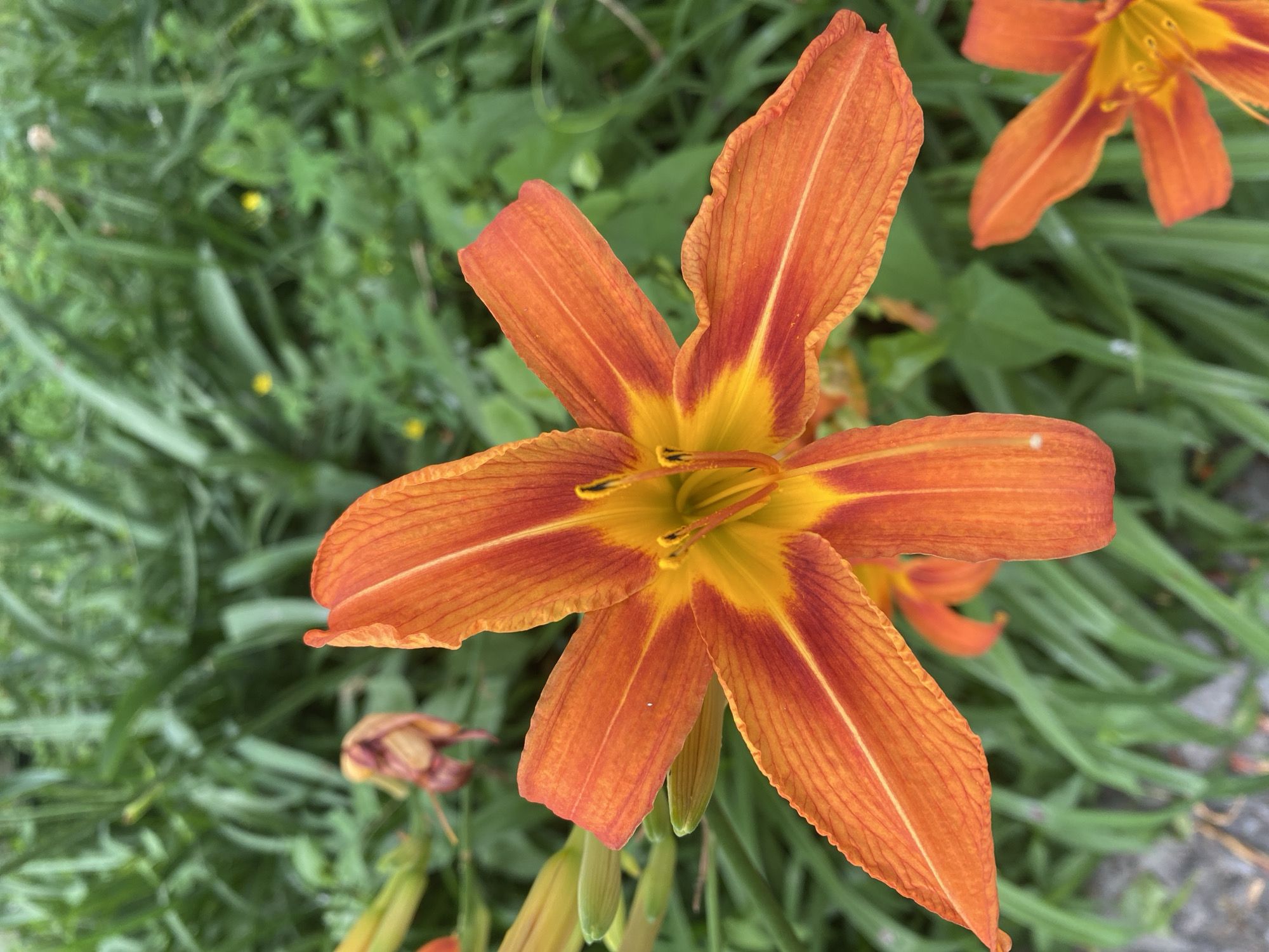 A close-up, top-down shot shows a vibrant orange daylily in full bloom. The flower's six petals, edged with a deeper reddish-orange hue, radiate outwards from a bright yellow and orange center. The delicate veins of the petals are clearly visible. The background is a soft blur of green foliage, indicative of a garden setting, with hints of other daylilies and buds scattered throughout. The image appears to have been taken outdoors, likely in a garden or park, in the city of Pointe-Claire, Canada, during daylight hours.