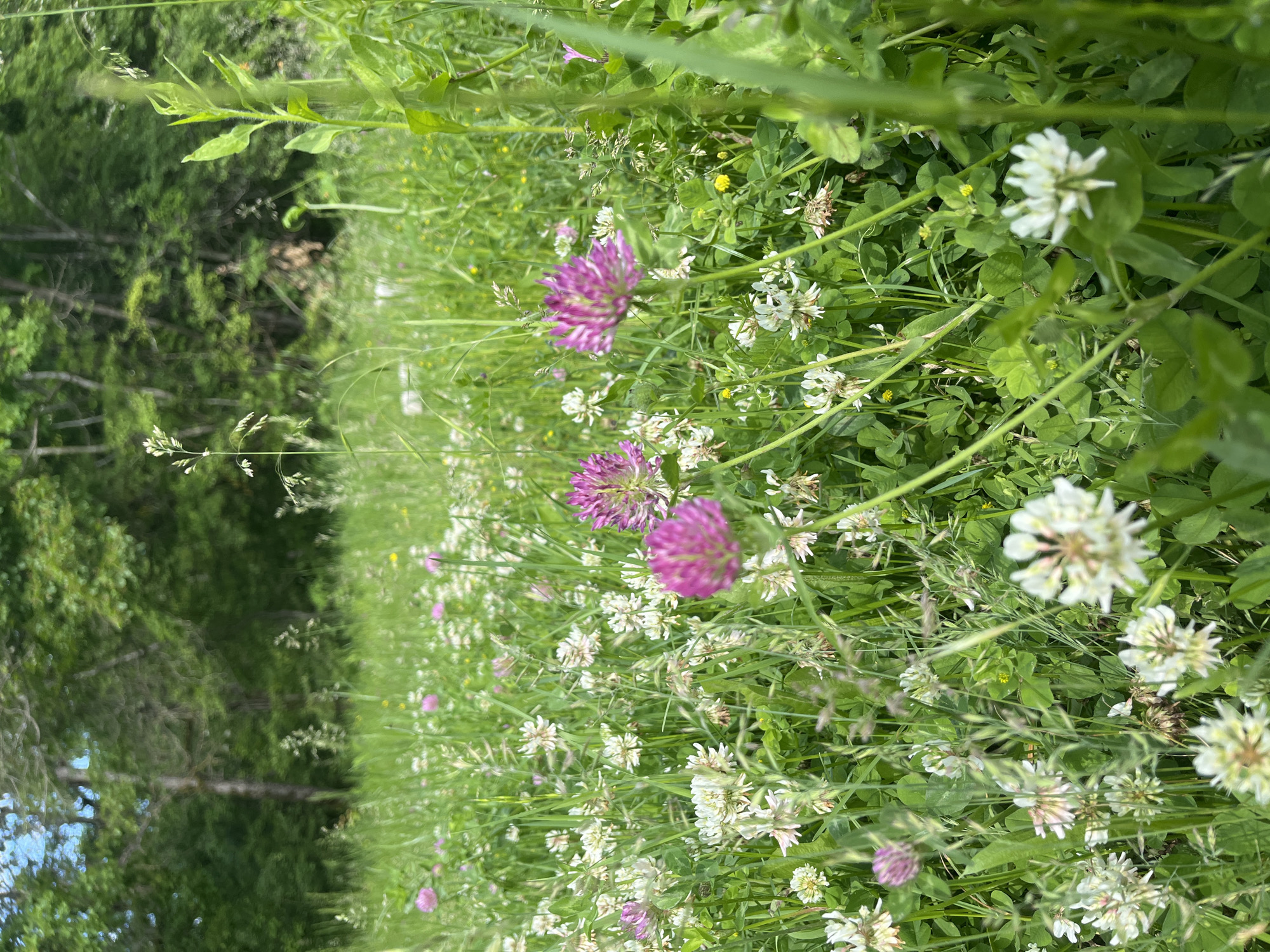 The image shows a field of clover and grass, with red clover blossoms scattered amongst the white clover. In the background are trees. The location is identified as Saratovskaya, Russia. There are no people or interactions visible.