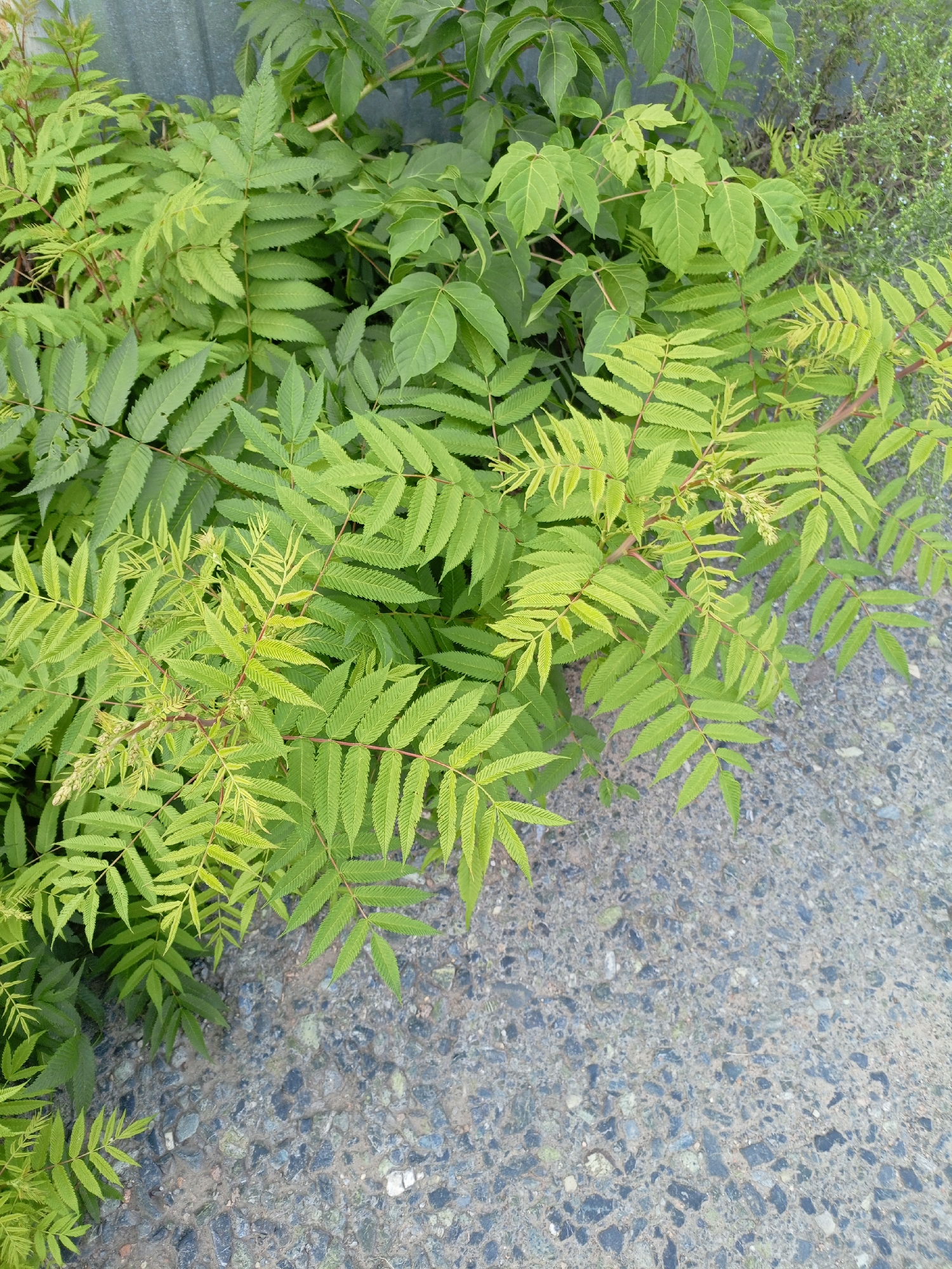 This is a medium-shot, eye-level, outdoor photograph taken during daylight. The scene is dominated by lush, green foliage, specifically compound leaves with serrated edges. The plants are vibrant and appear healthy, with some leaves showing a lighter, yellowish-green hue, suggesting new growth. The vegetation is dense and occupies the left and upper portions of the frame.
The right and lower portions of the image reveal a textured surface that appears to be asphalt or concrete, characterized by a mix of small, dark and light-colored stones embedded within a grey matrix. The ground surface is uneven and shows signs of wear.
In the background, a muted, grey, corrugated surface is visible, likely a fence or wall. The overall environment suggests an urban or semi-urban setting where vegetation is growing alongside a paved area. The specific location in Shadrinsk, Russia, cannot be definitively determined from the visual information alone, as there are no identifying landmarks or specific cultural markers present in the image.