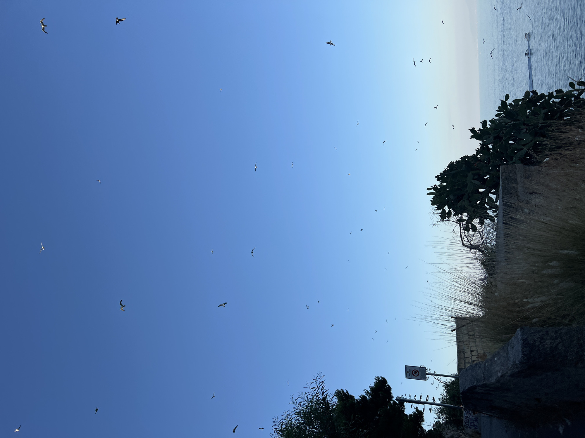 The image depicts a wide shot of the sky over the sea, likely in Santa Flavia, Italy. The sky is a clear, bright blue, with numerous seagulls in flight across the frame. The sea is a deep blue and relatively calm, with two small boats visible in the distance. In the foreground, there is a stone wall and dry grass, as well as some sparse vegetation including a prickly pear cactus. A dark tree is visible on the left side of the frame. A traffic sign is also present on a pole. The lighting suggests it is either early morning or late afternoon.