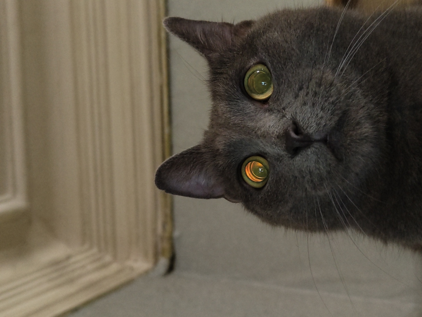 A close-up, low-angle shot shows the face of a gray cat with wide, bright green eyes reflecting an orange light source, possibly a light fixture. The cat's pupils are dilated. The cat's ears are visible at the top of the frame. The background consists of a textured wall and the underside of a ceiling, with a decorative molding. The image is taken indoors, in an environment that appears to be a residential space. The location is unknown.