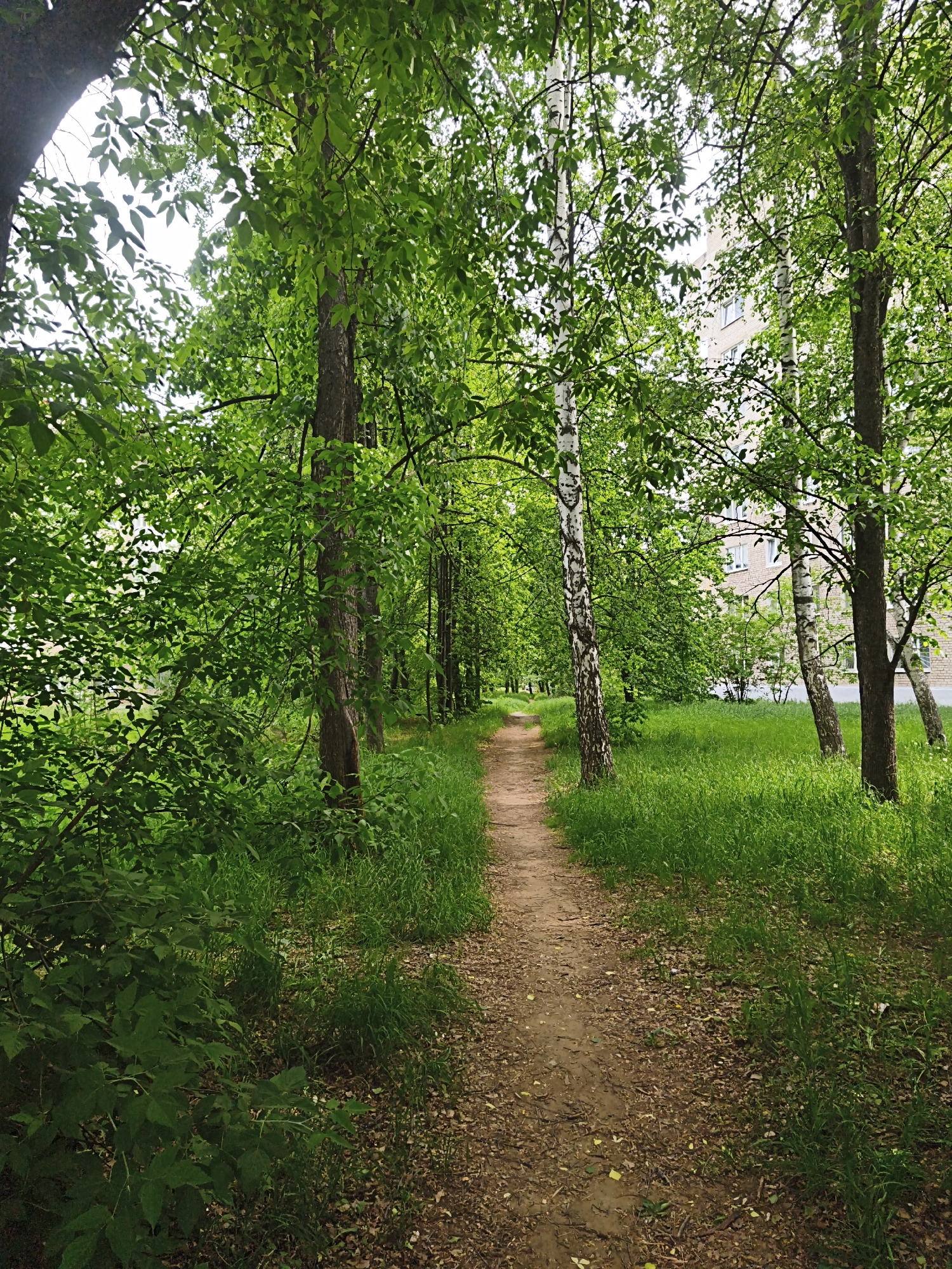The image depicts a narrow dirt path cutting through a verdant green space, likely a park or wooded area, in Chaikovsky, Russia. Trees line both sides of the path, creating a canopy overhead. The tree types include what appears to be birch and various deciduous trees with green leaves. Lush green grass and undergrowth flank the path. A multi-story building can be partially seen through the trees in the background. The path appears to be well-worn, suggesting regular foot traffic. The overall impression is one of a natural, peaceful setting within an urban environment. There are no people or animals visible in the frame. The weather appears to be overcast or moderately bright.