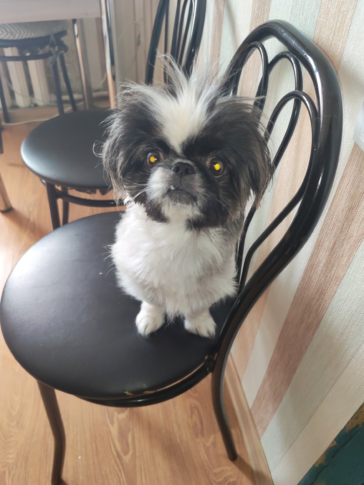 A small, black and white Shih Tzu dog with bright yellow eyes sits on a black stool in a room. The dog is facing the camera, with its fur ruffled. The stool is round and has three legs, two of which are visible. The room has light brown wooden floors and walls with vertical striped wallpaper in shades of cream and peach. In the background, another black stool is partially visible. The scene appears to be an indoor residential setting, possibly in Izhevsk, Russia, given the context provided.