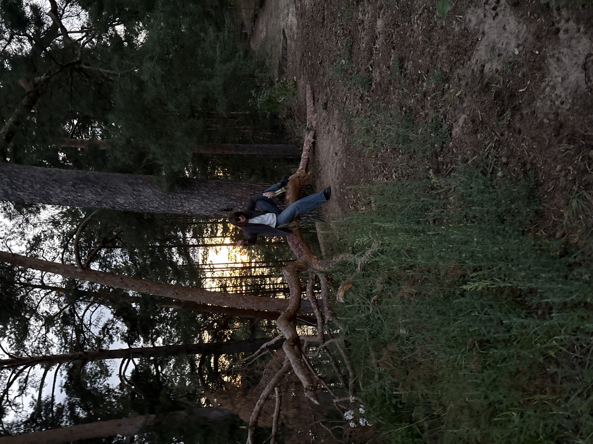 In Bor, Russia, a young woman wearing sunglasses, a dark jacket, a white t-shirt, and blue jeans sits on a fallen log in a wooded area. The log is substantial, with many branches extending from it. To the left of the log, a cluster of small white flowers grows in the grass. The background is dominated by tall pine trees, some of which are silhouetted against a dusky sky. A dirt path winds through the trees on the right side of the image. The overall lighting suggests it is either early morning or late evening.