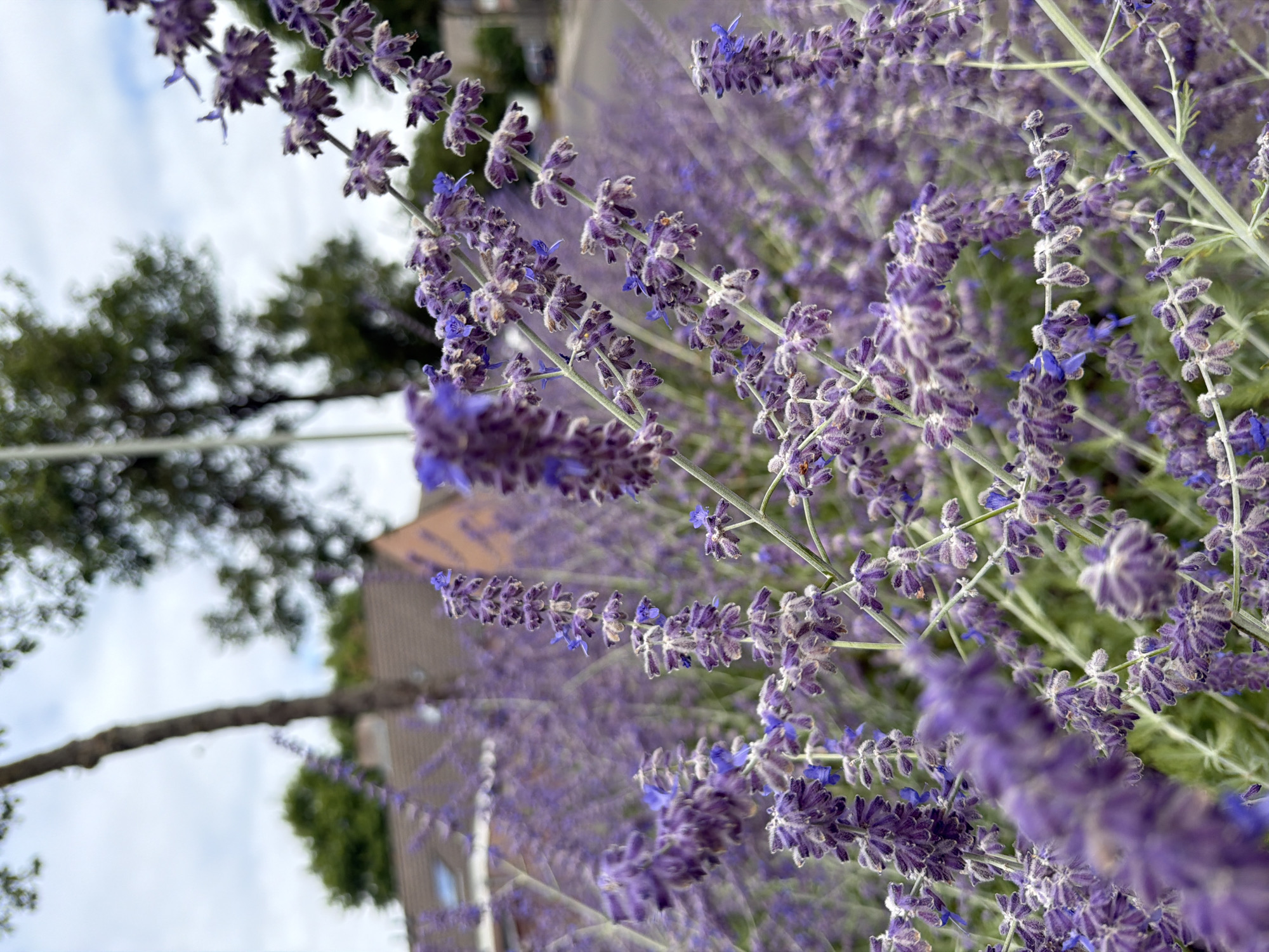 The image shows a close-up view of blooming purple flowers, likely Russian sage, with their delicate petals and fuzzy texture. The flowers are densely clustered on thin stems, creating a soft, blurred effect in the foreground and background. In the distance, a residential building with an orange-tiled roof and a dormer window is visible, along with mature trees and a street with a parked car. The sky above is overcast with scattered clouds. The setting appears to be a residential area in the city of Melick, Netherlands, where the flowers are planted along a street or in a garden.
