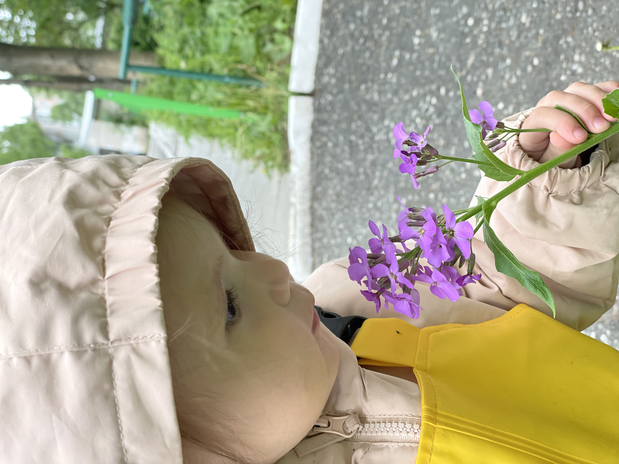 The image, rotated 90 degrees clockwise, captures a close-up of a young child holding vibrant purple flowers in an outdoor setting in Izhevsk, Russia. The child, likely a toddler, is seen in profile on the left side of the frame, looking towards the right. They are dressed in a light beige hooded jacket, with the hood up, and a bright yellow garment visible beneath the jacket's zipper. Their right hand, with visible fingers, gently holds the stem of purple flowers, which extend across the upper right portion of the frame. The child's visible eye suggests a gaze directed upwards or slightly towards the flowers, conveying a sense of curiosity or calm observation.
The background is softly blurred, showing lush green foliage on the upper left, separated by a light gray curb from a dark, speckled paved surface that occupies the lower right. A subtle green object, possibly a metal rail or fence, is discernible in the distant greenery. The scene is illuminated by soft, diffuse daylight, suggesting an overcast day or a shaded area. There is no visible text in the image. The overall atmosphere evokes a moment of childhood wonder and connection with nature.
