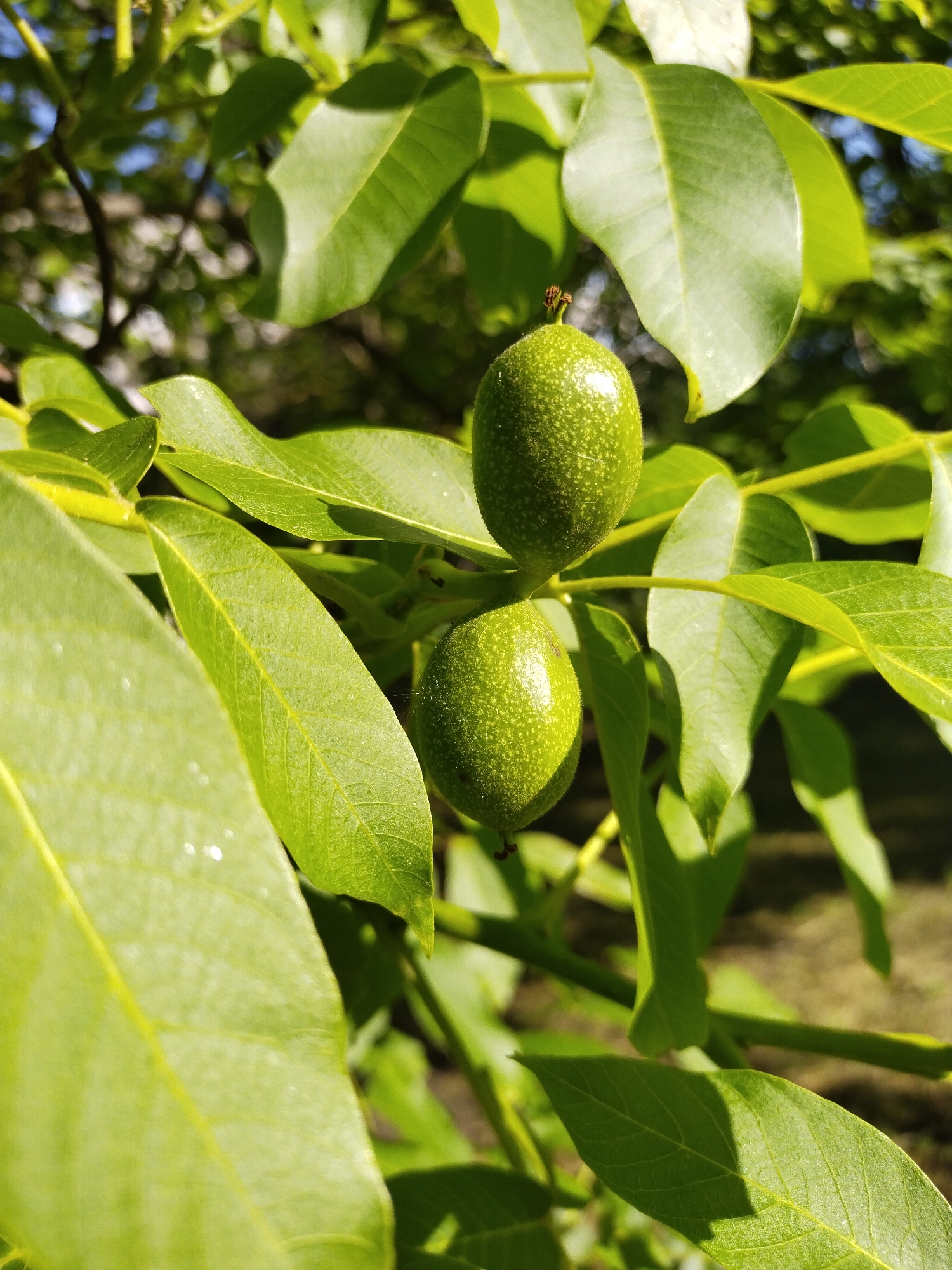 The image displays a close-up, sunlit view of two unripe, green walnuts hanging from a branch of a walnut tree. Both walnuts are ovate with a slightly textured, light-green surface, appearing glossy where illuminated by direct sunlight. One walnut is positioned above the other, both suspended amidst a dense arrangement of vibrant green walnut leaves. Some leaves are sharply in focus, revealing intricate vein patterns, while others in the foreground and background exhibit a soft, natural blur. Strong natural light bathes the foliage, creating bright highlights and casting discernible shadows among the leaves. The background consists of out-of-focus green elements, suggesting further foliage, with hints of a brighter, possibly blue, sky visible through gaps in the upper left. This natural botanical scene is situated within the city of Horishni Plavni, Ukraine.
