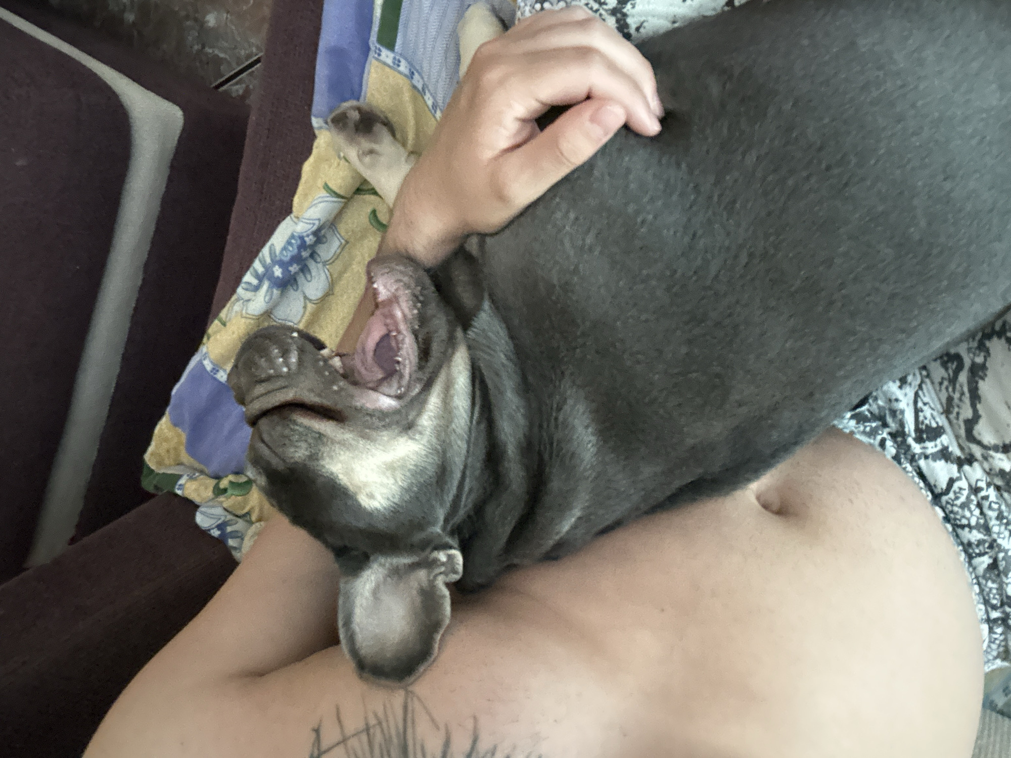 An overhead shot shows a person's bare torso and a French bulldog yawning while being held. The person has tattoos on their left arm and is wearing patterned shorts. The bulldog is gray with a tan muzzle and is resting on a colorful patterned blanket. The background shows a dark brown couch.