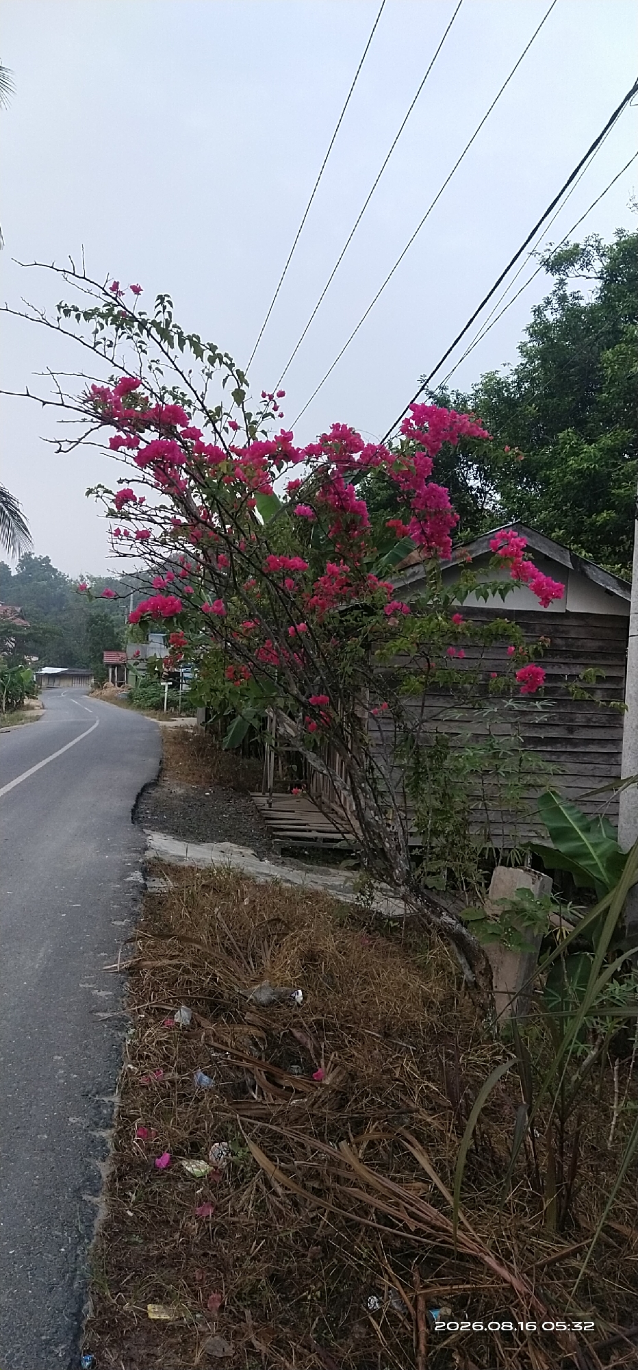 This is a vertical, eye-level, medium shot of a vibrant bougainvillea plant in full bloom with hot pink flowers, positioned on the right side of a paved road in Muka Haji, Indonesia. The bougainvillea's branches extend across the frame, reaching towards the top left and right. Behind the plant, a weathered wooden structure, likely a house or building, is visible with horizontal plank siding and a dark roofline. A wooden walkway or porch with visible steps is attached to the front of this structure, partially obscured by the bougainvillea.
The road curves gently to the left and extends into the background, where more simple structures with visible roofs and trees are present. Overhead, power lines are strung across the overcast sky, with three prominent lines running diagonally from the top left to the middle right. The ground on the right side of the road, in front of the wooden building and under the bougainvillea, is covered in dry, brown grass and debris, including some visible trash items. The overall environment suggests a rural or semi-rural setting. The date and time stamp "2026.08.16 05:32" is visible in the lower right corner.